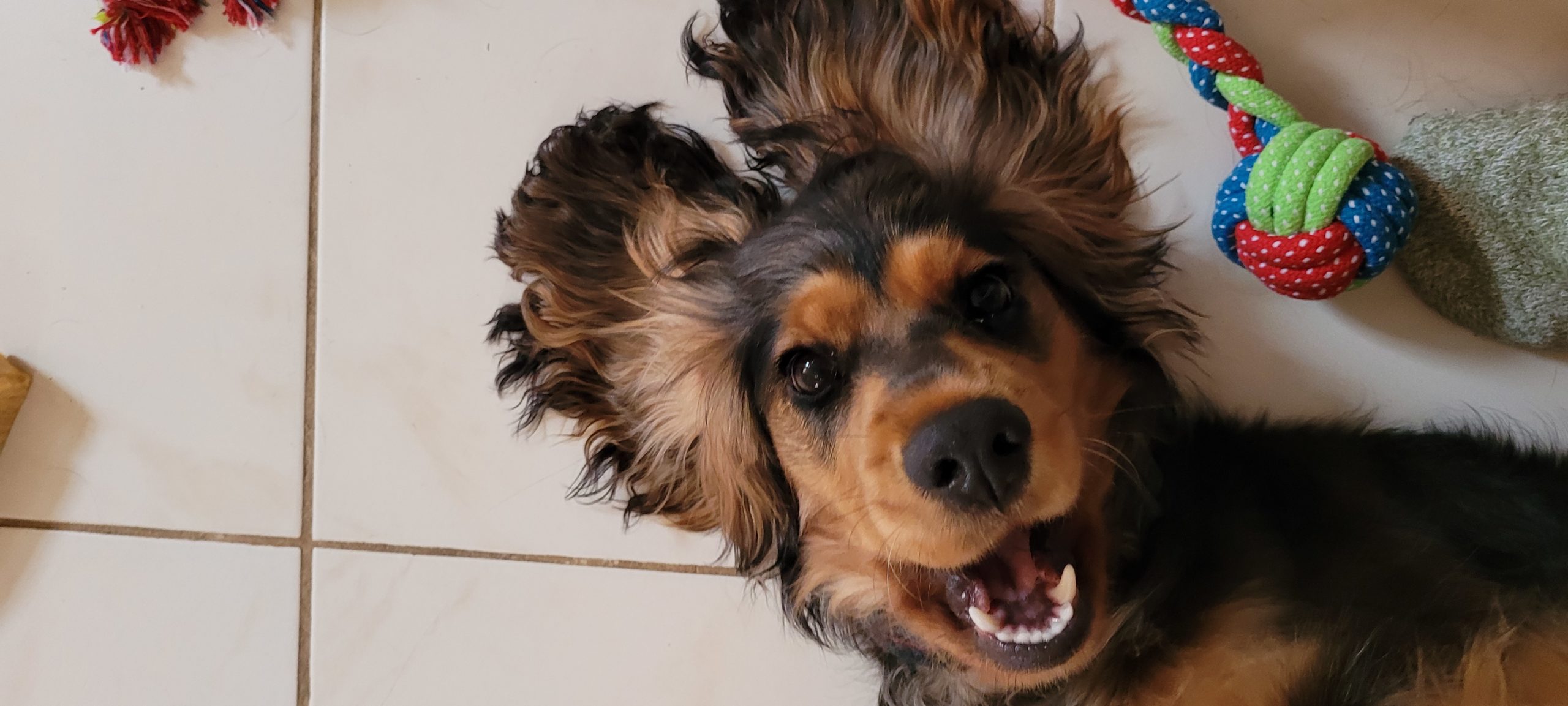 a dog on the floor looking up with their mouth open