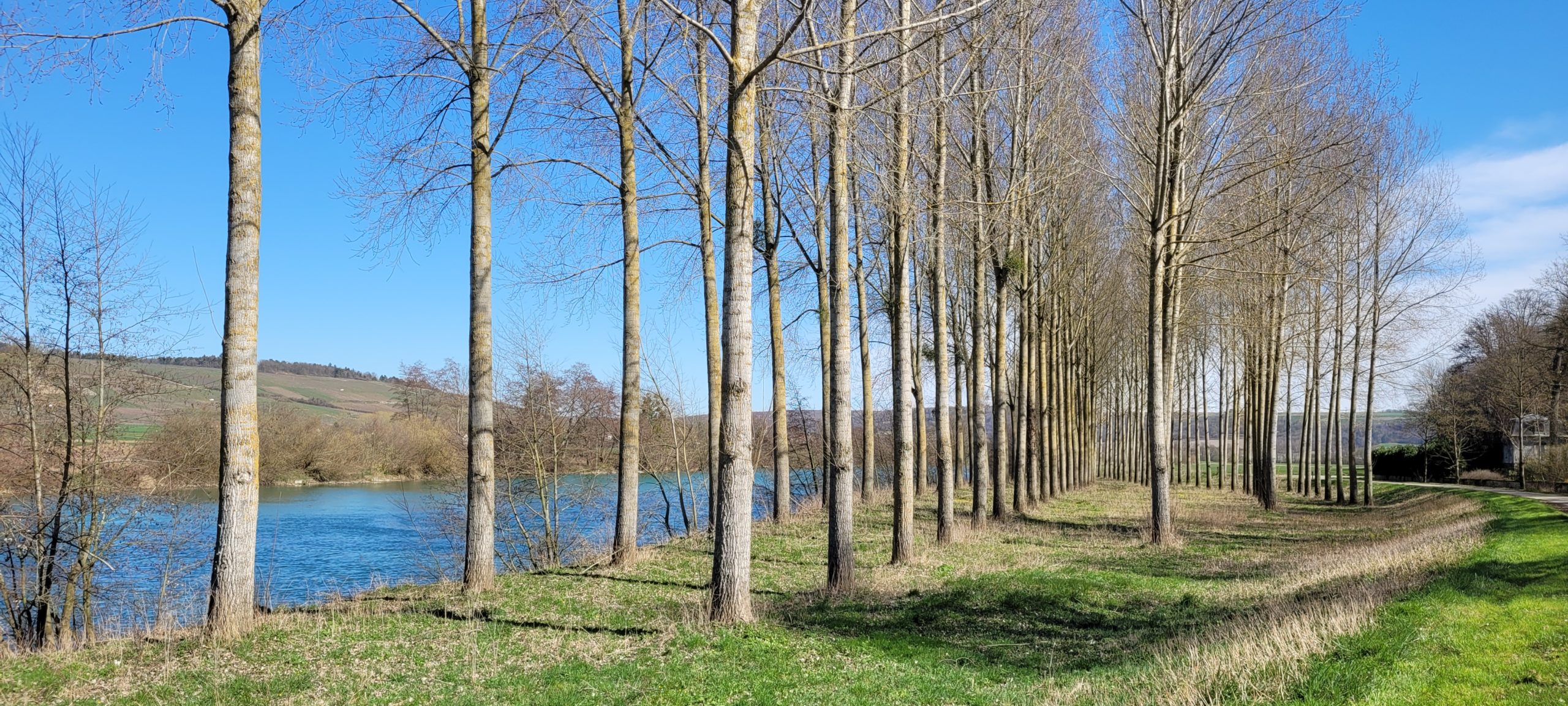 rows of tall trees next to a river