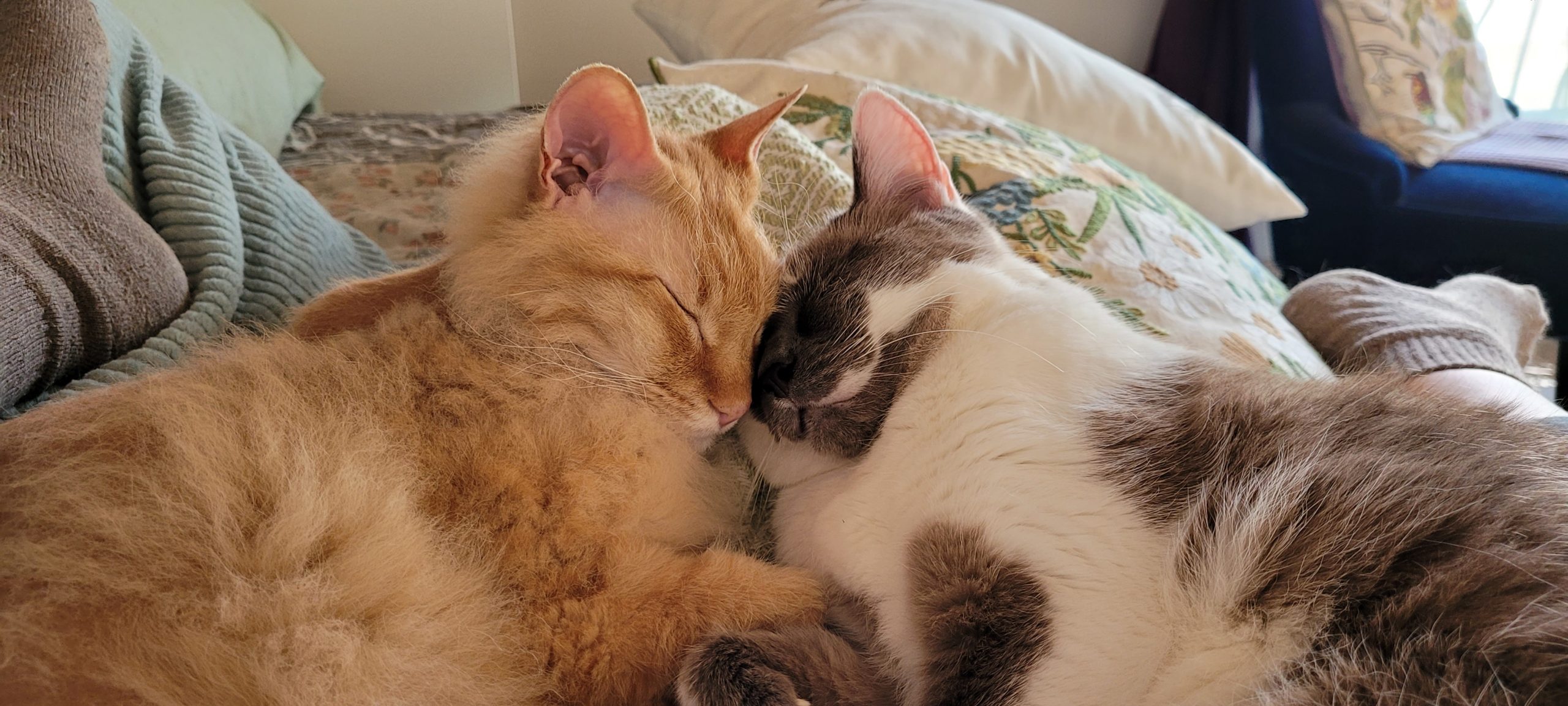 two cats snuggling