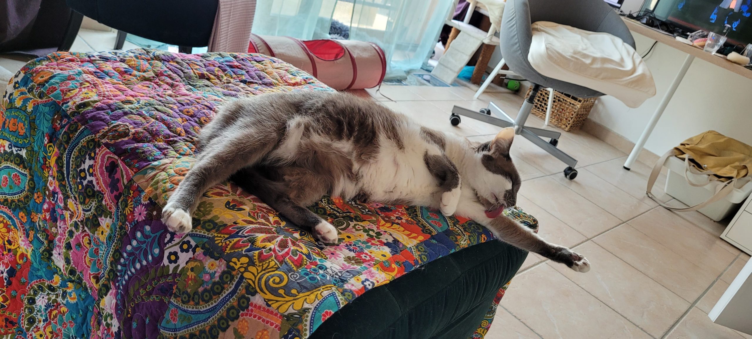 a grey and white cat licking herself