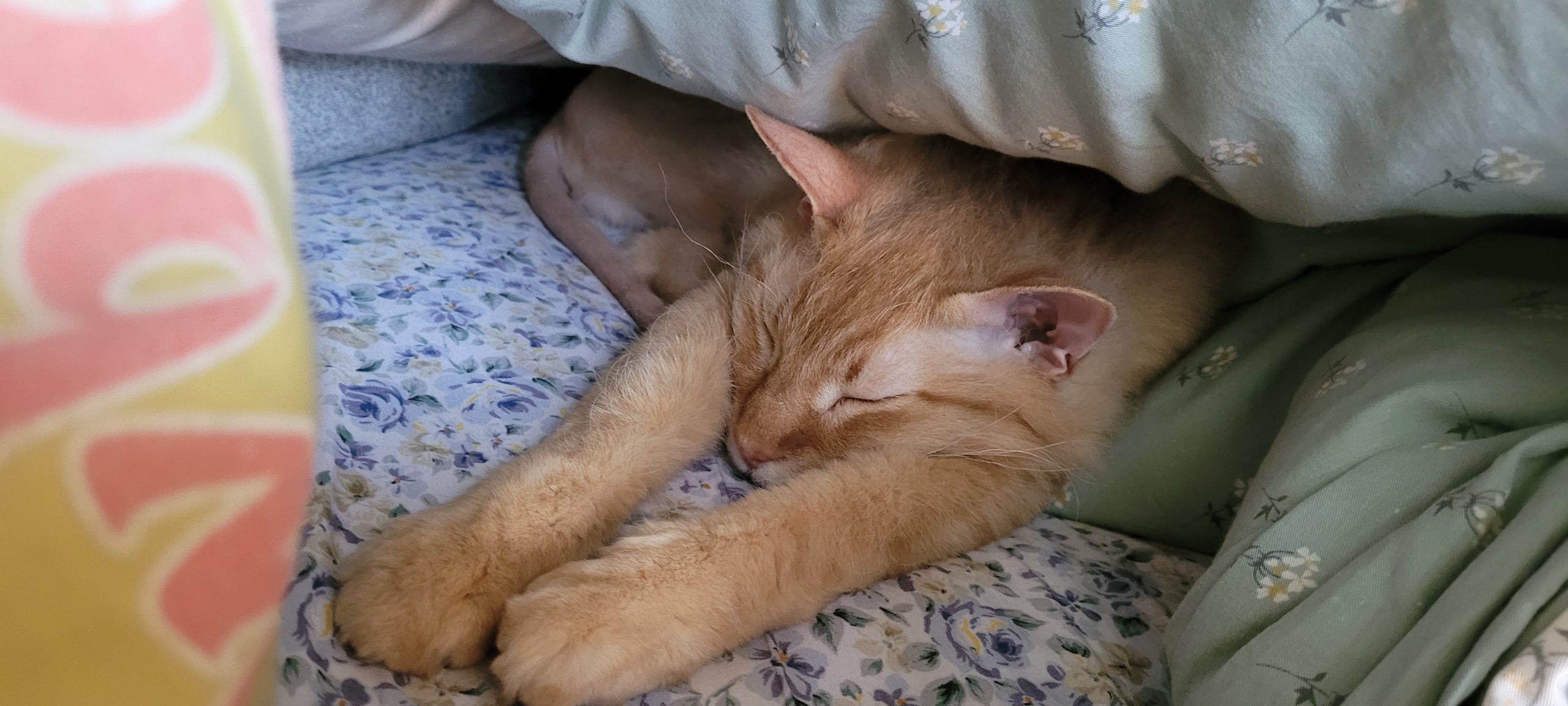 orange cat sleeping under a duvet