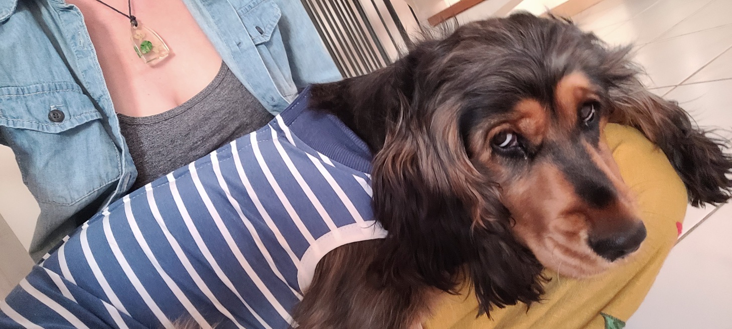 a cocker spaniel looking sad laying in a lap too small for her