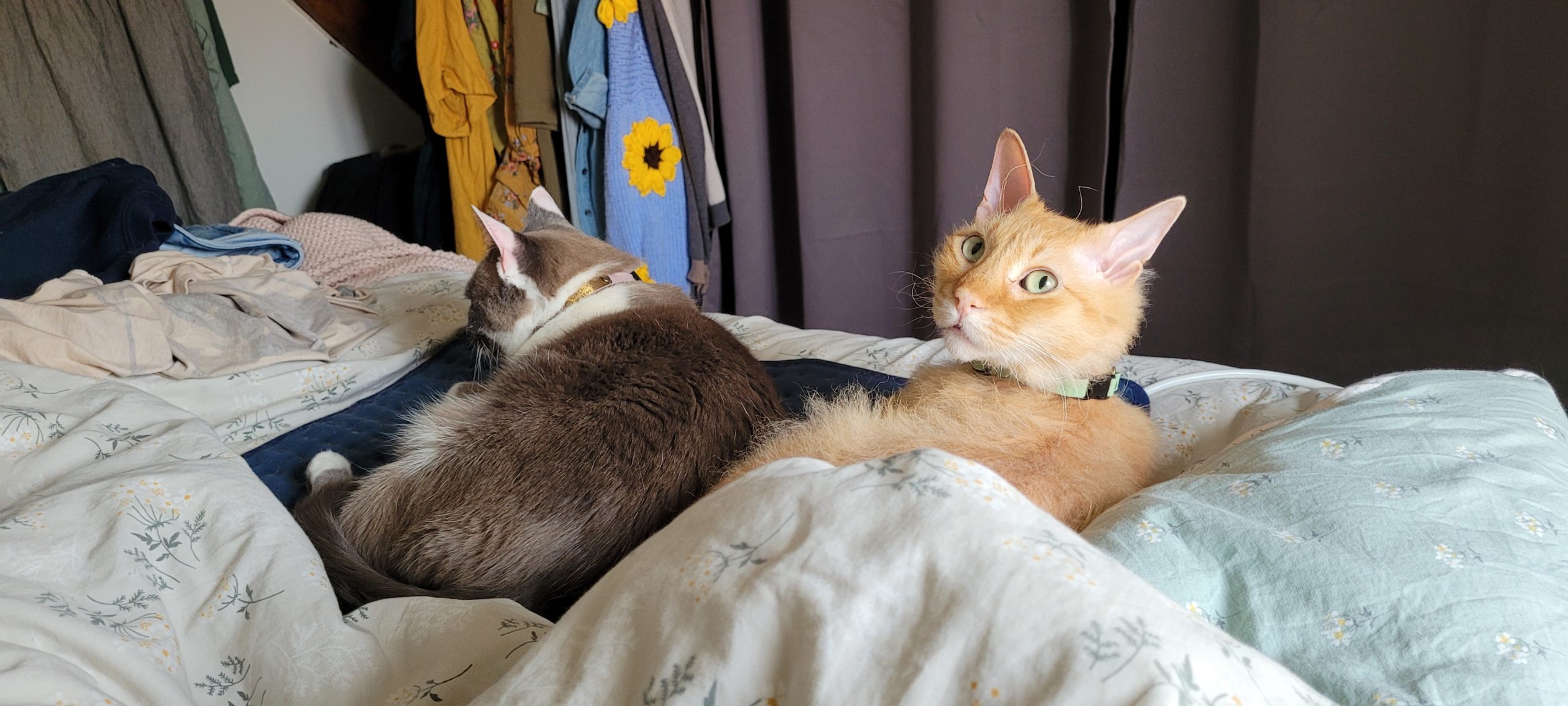 cats in bed