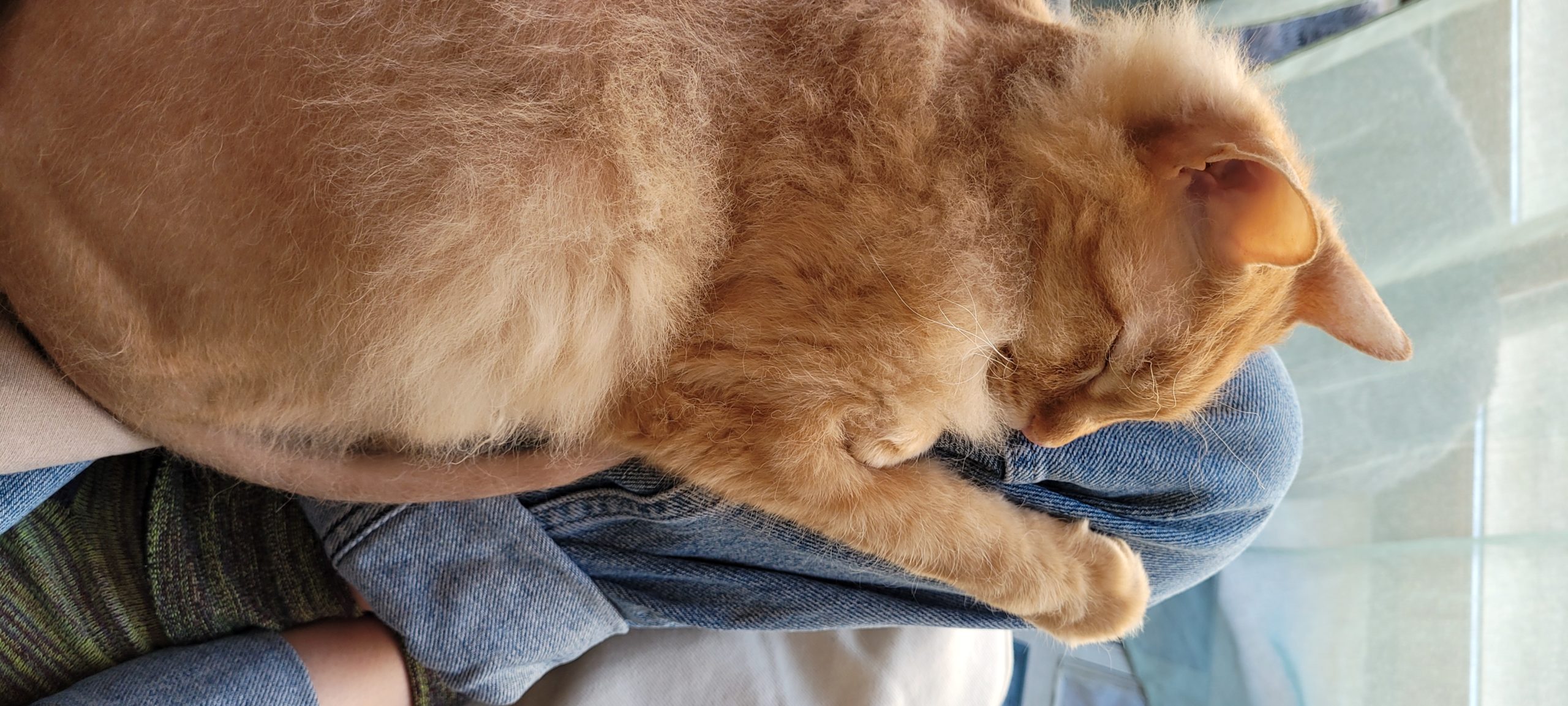 half hairless orange cat on a lap