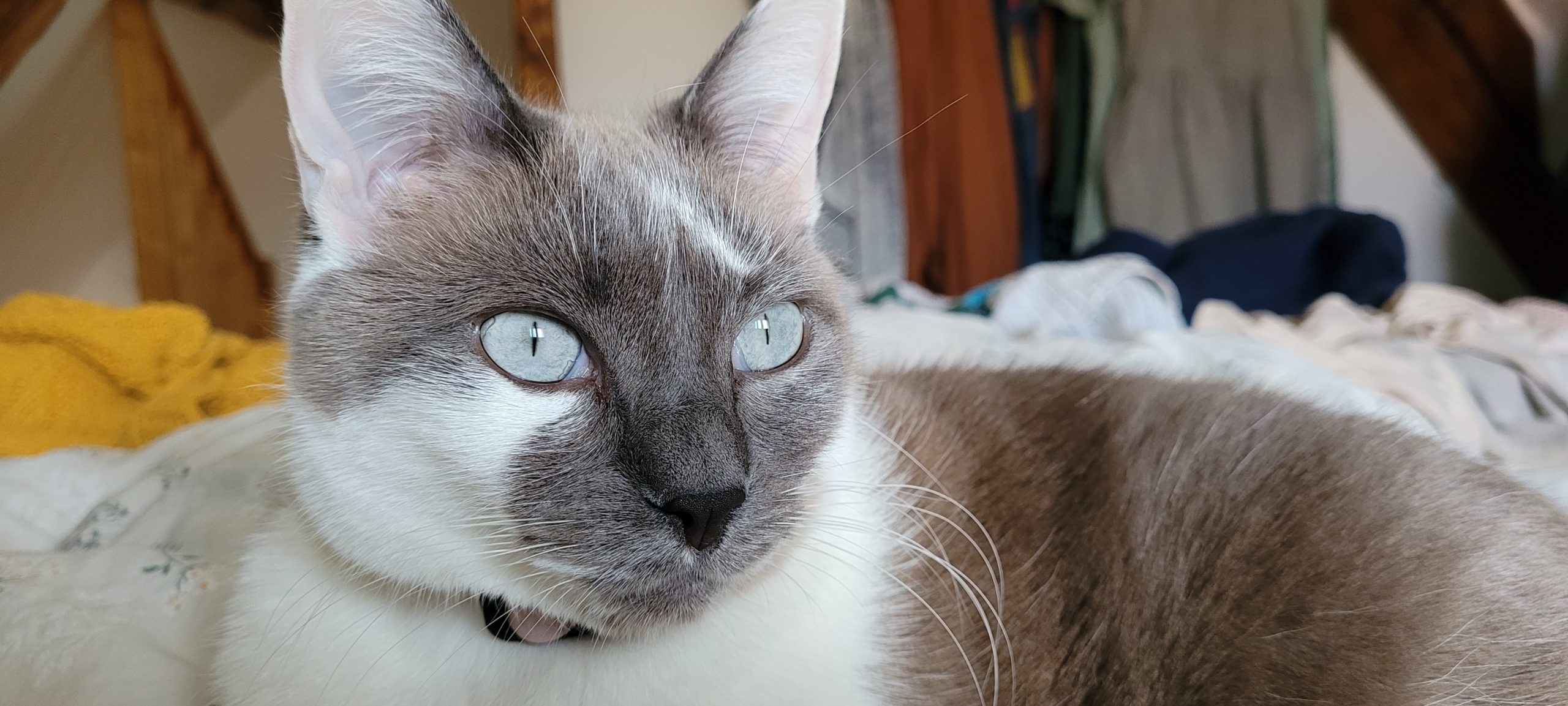 a grey and white cat