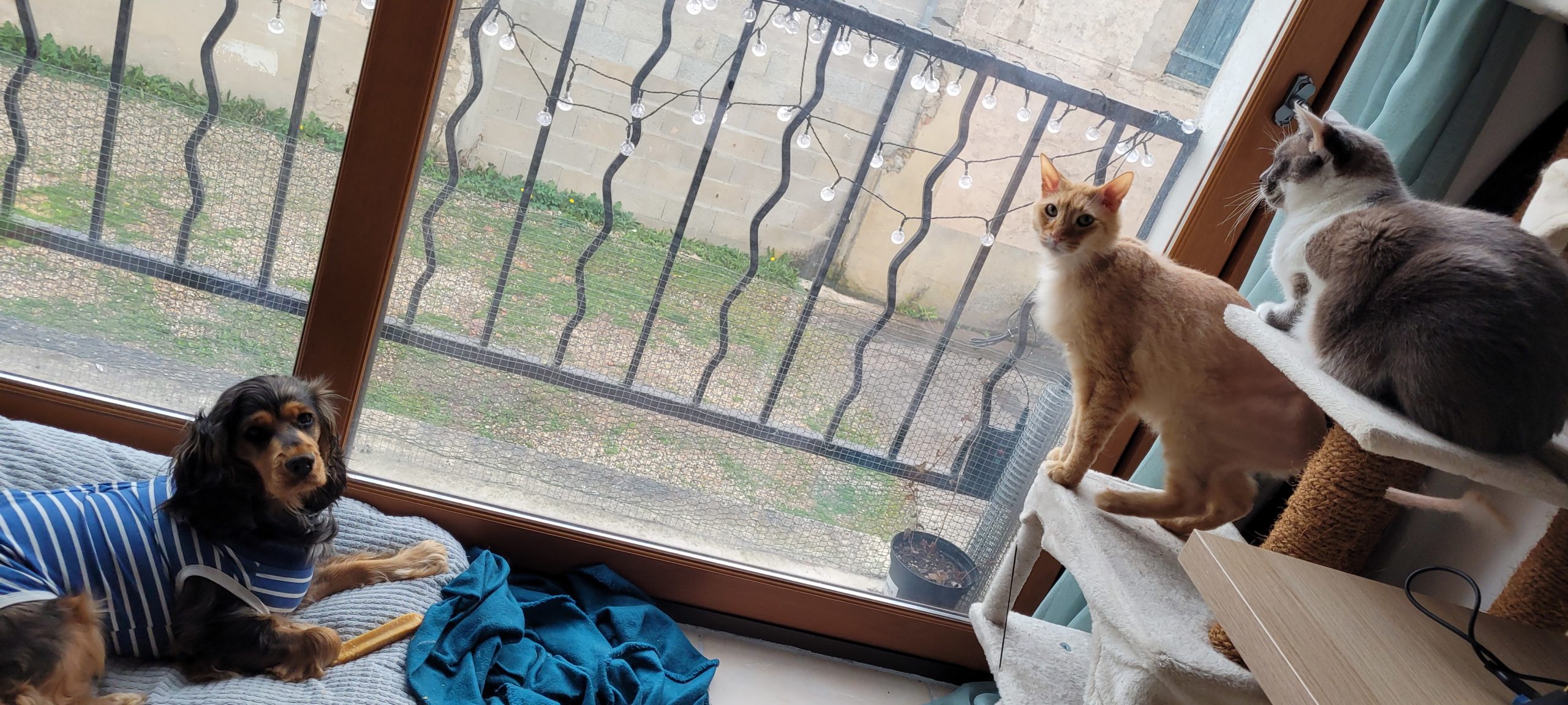 two cats and a dog all looking concerned in front of a large window