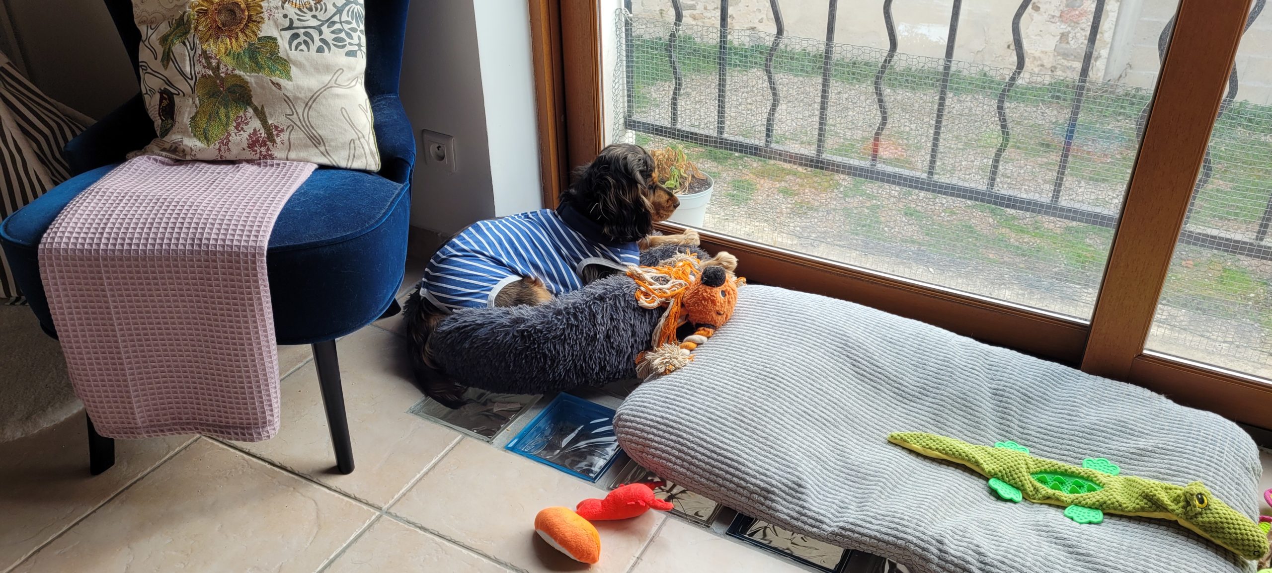 a dog in a onesie sitting in a pet bed looking out a window