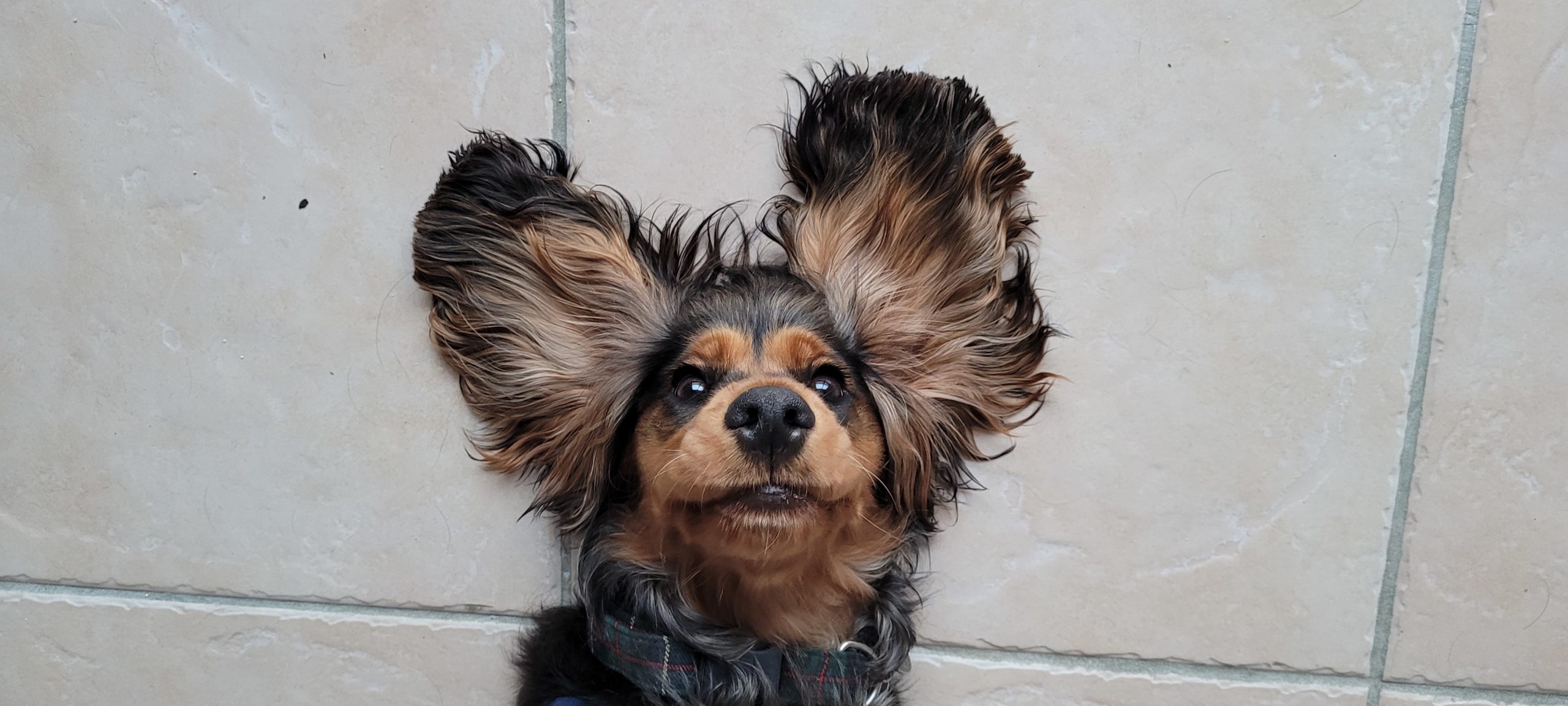 a cocker spaniel with her ears splayed out