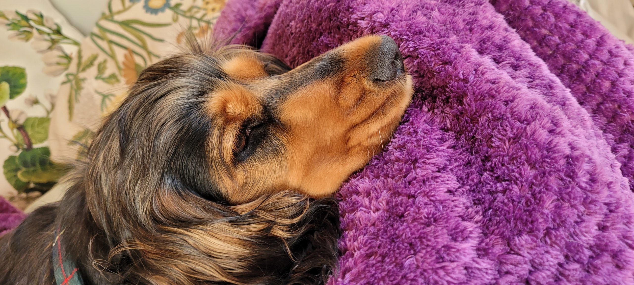 dog on a blanket