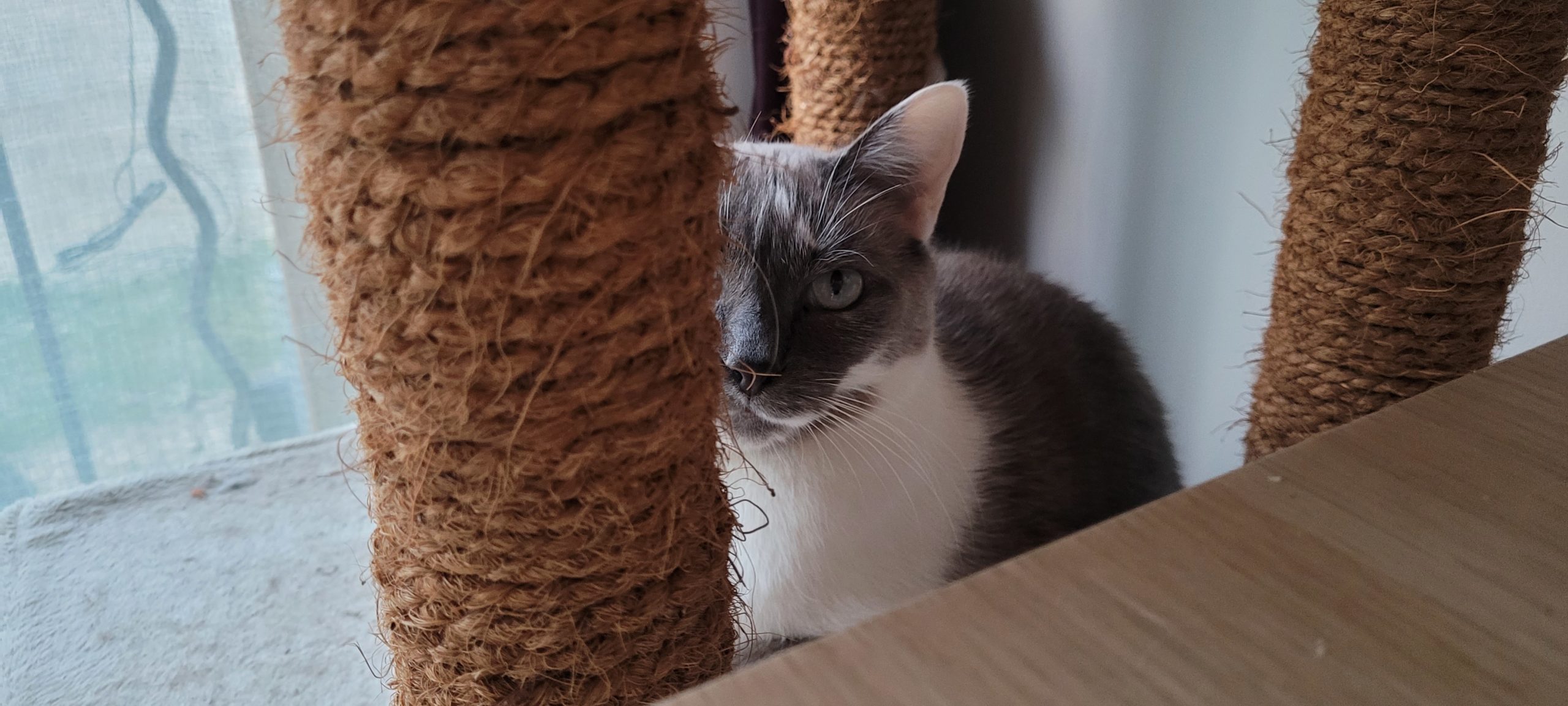 a grey and white cat on a cat tree