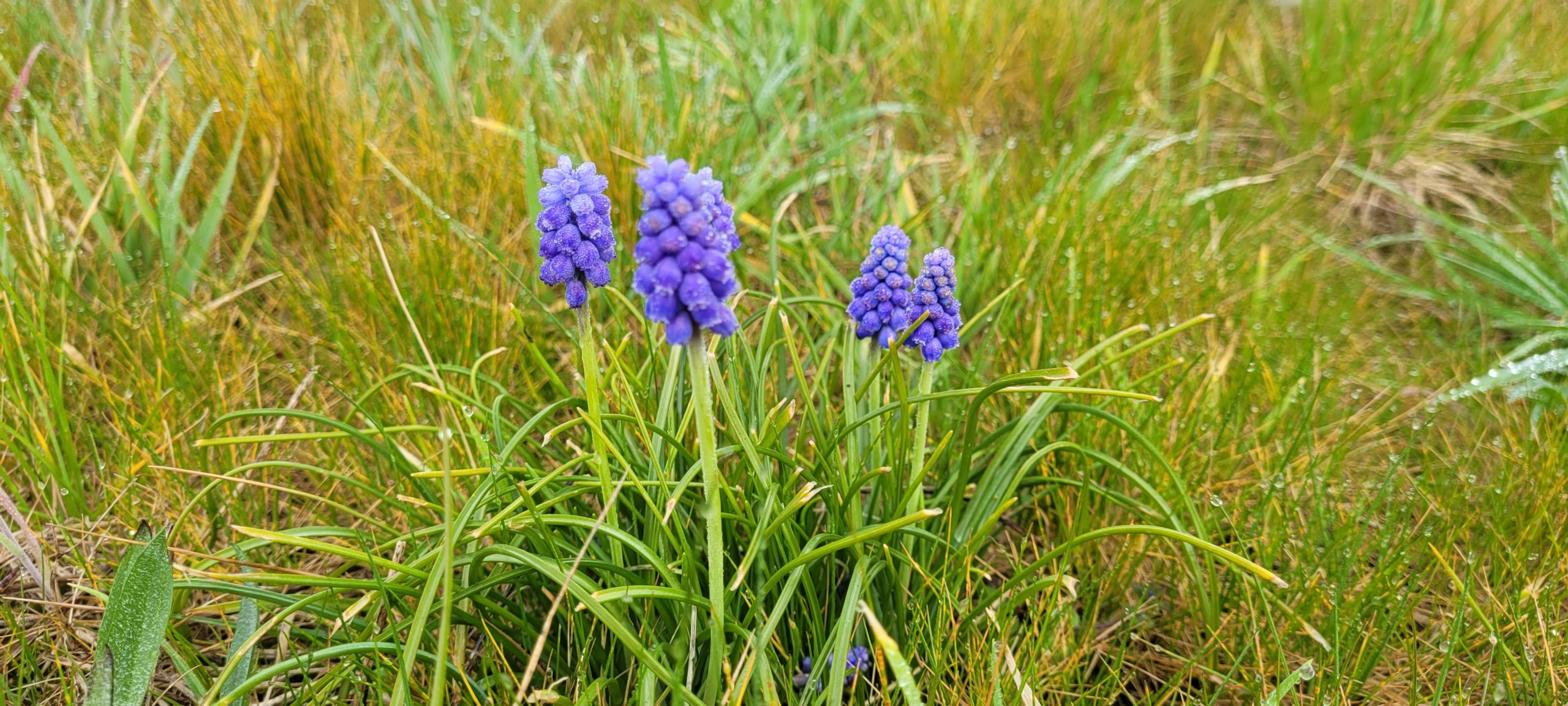 bluebell flowers