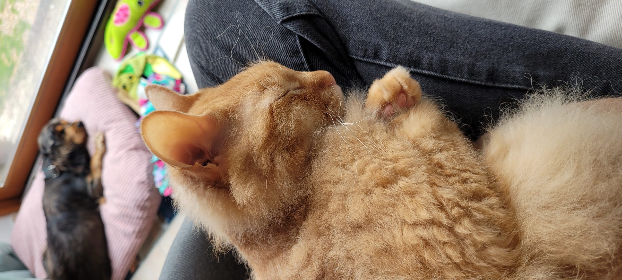 an orange cat laying in a lap