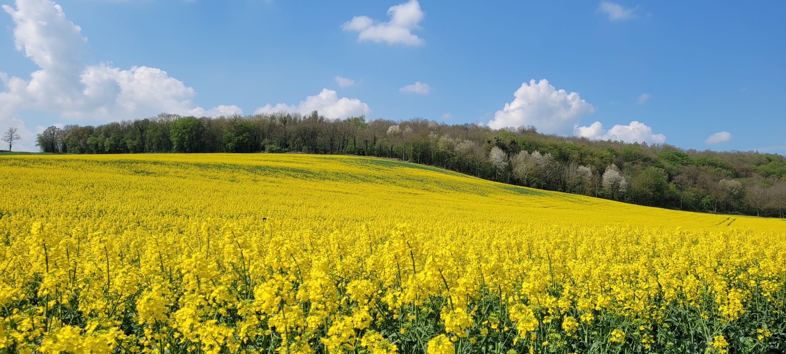 a field of yellow plants lined with trees on a hill