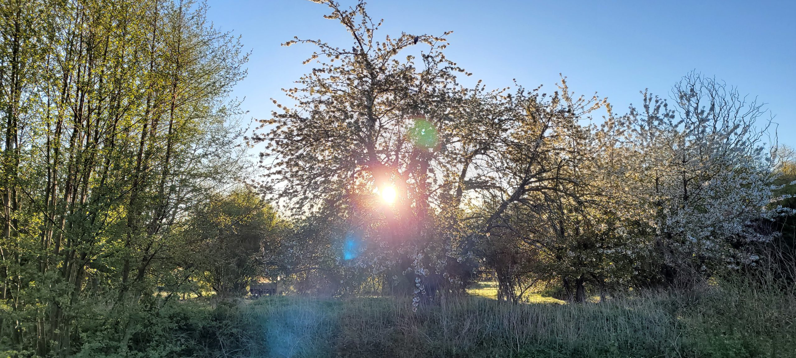 the sun rising through trees