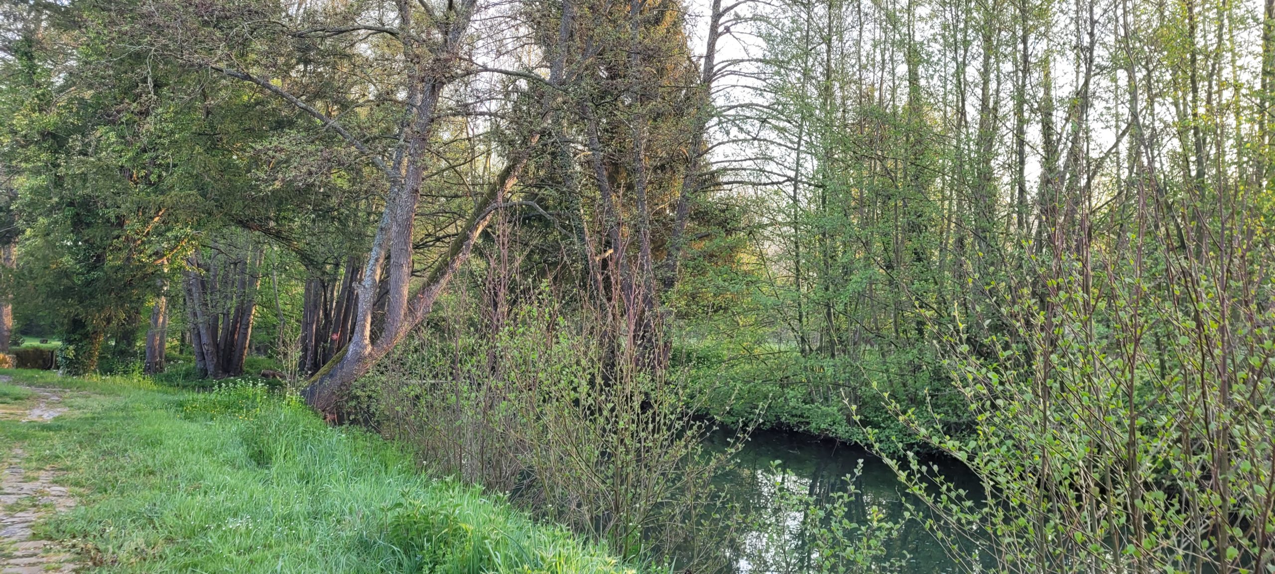 a small river with trees and grasses