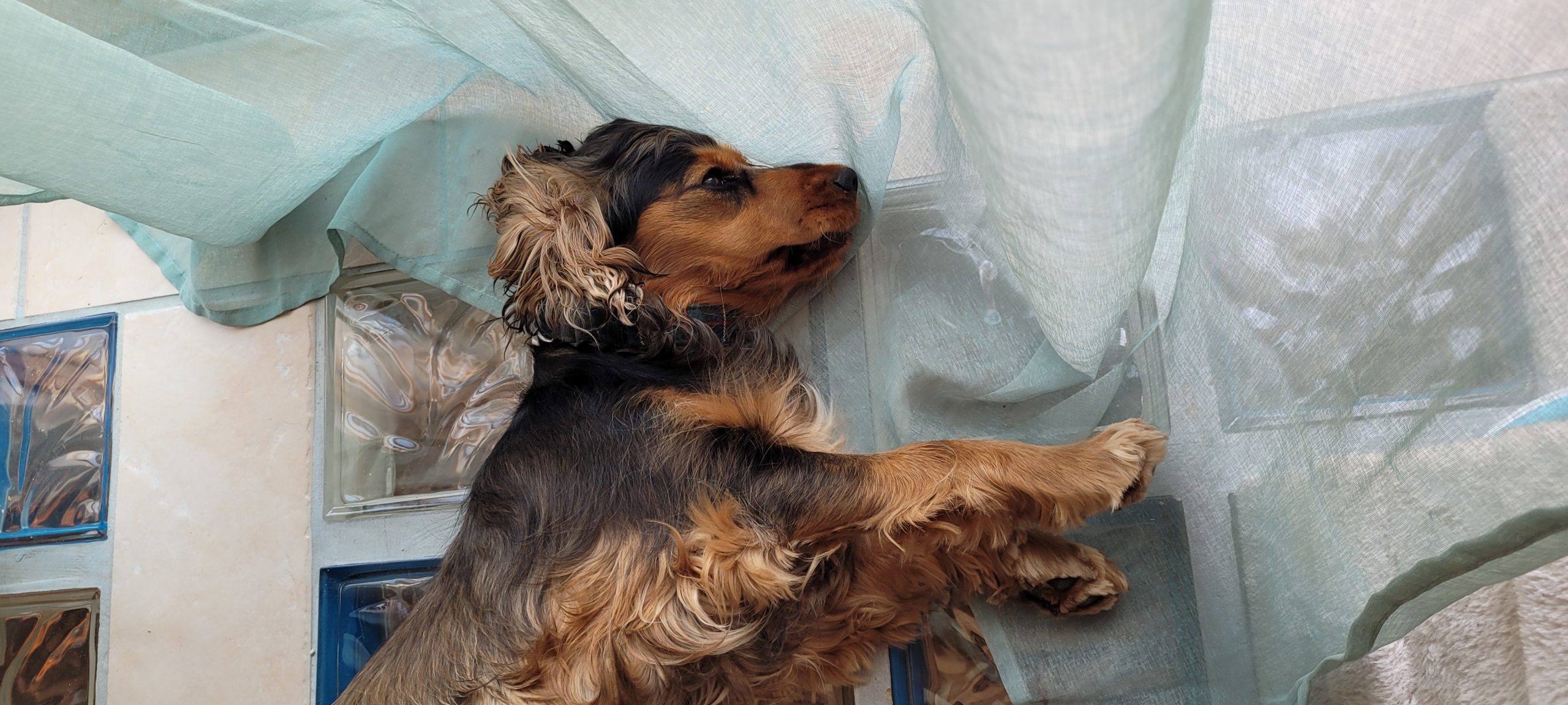 a cocker spaniel laying on a glass tile floor