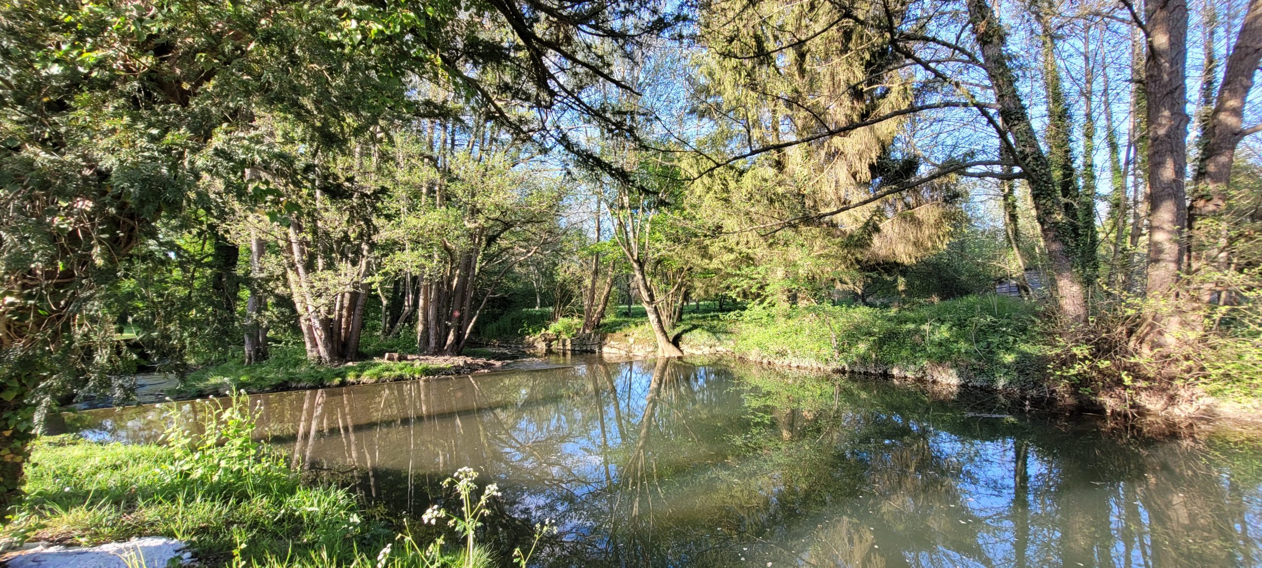 a river and trees in morning light