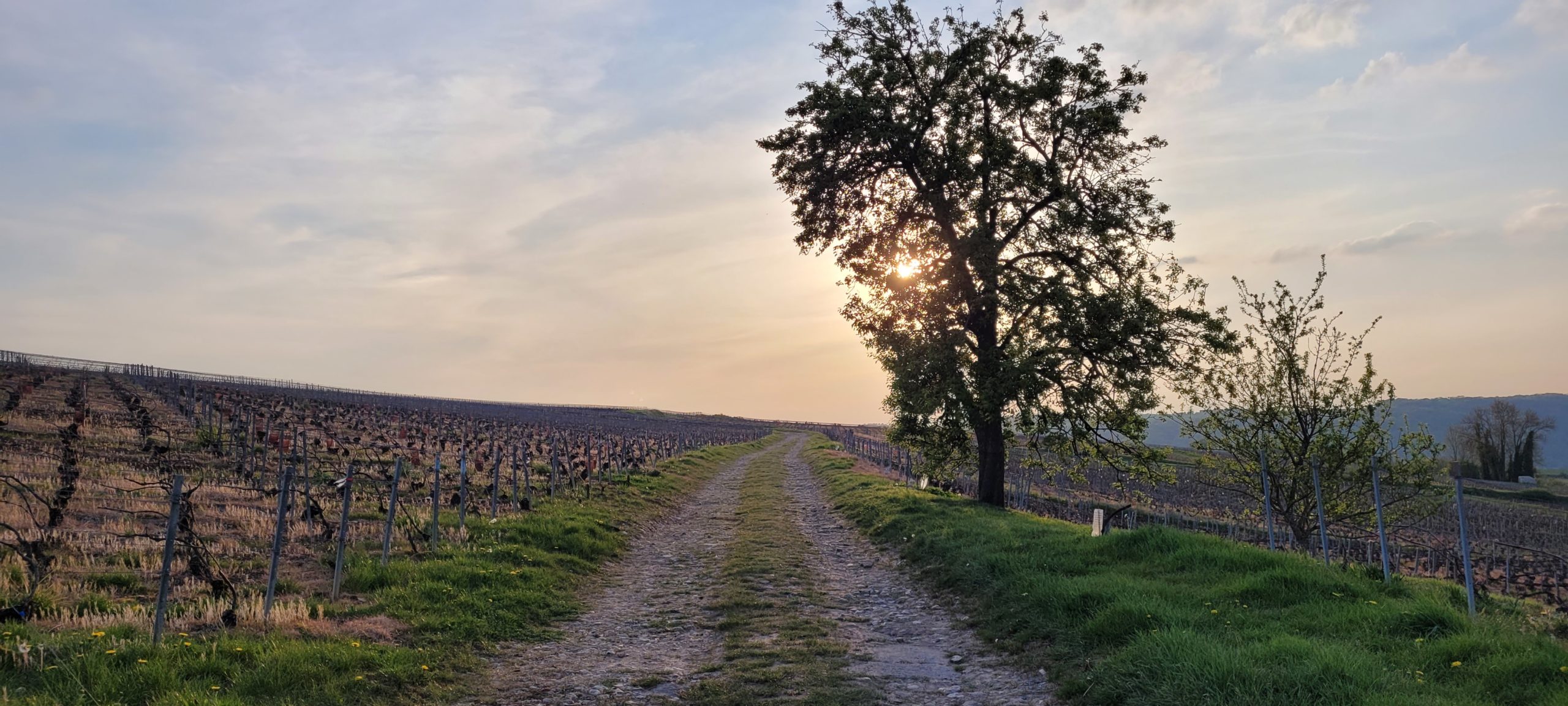 sunset on a dirt road in a vinyard