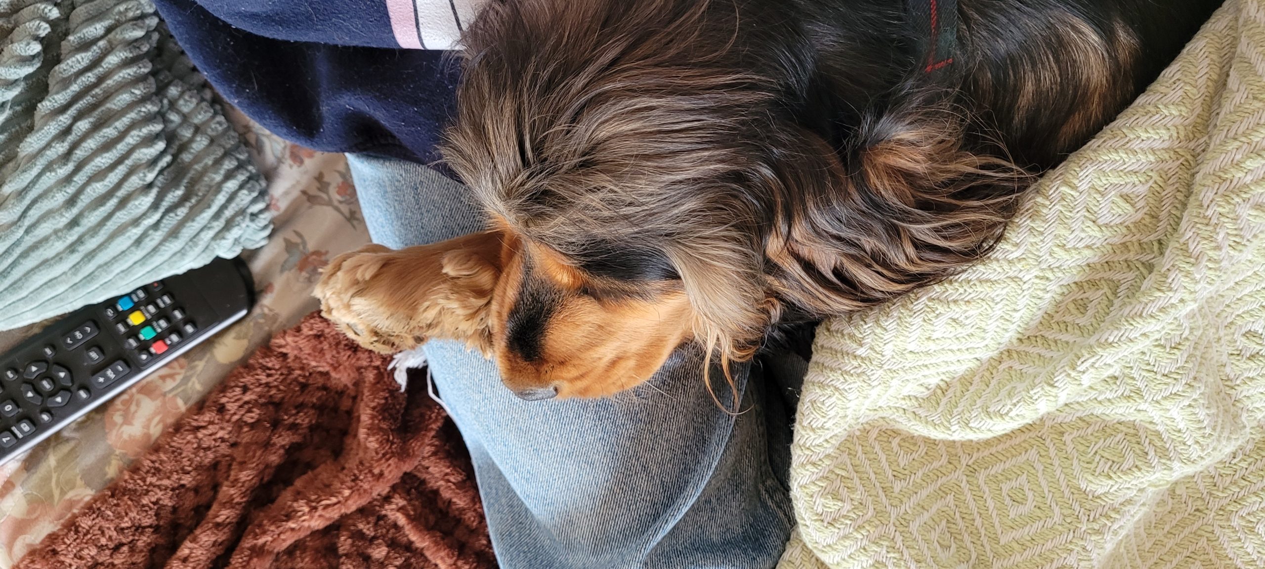 a cocker spaniel sleeping in a lap