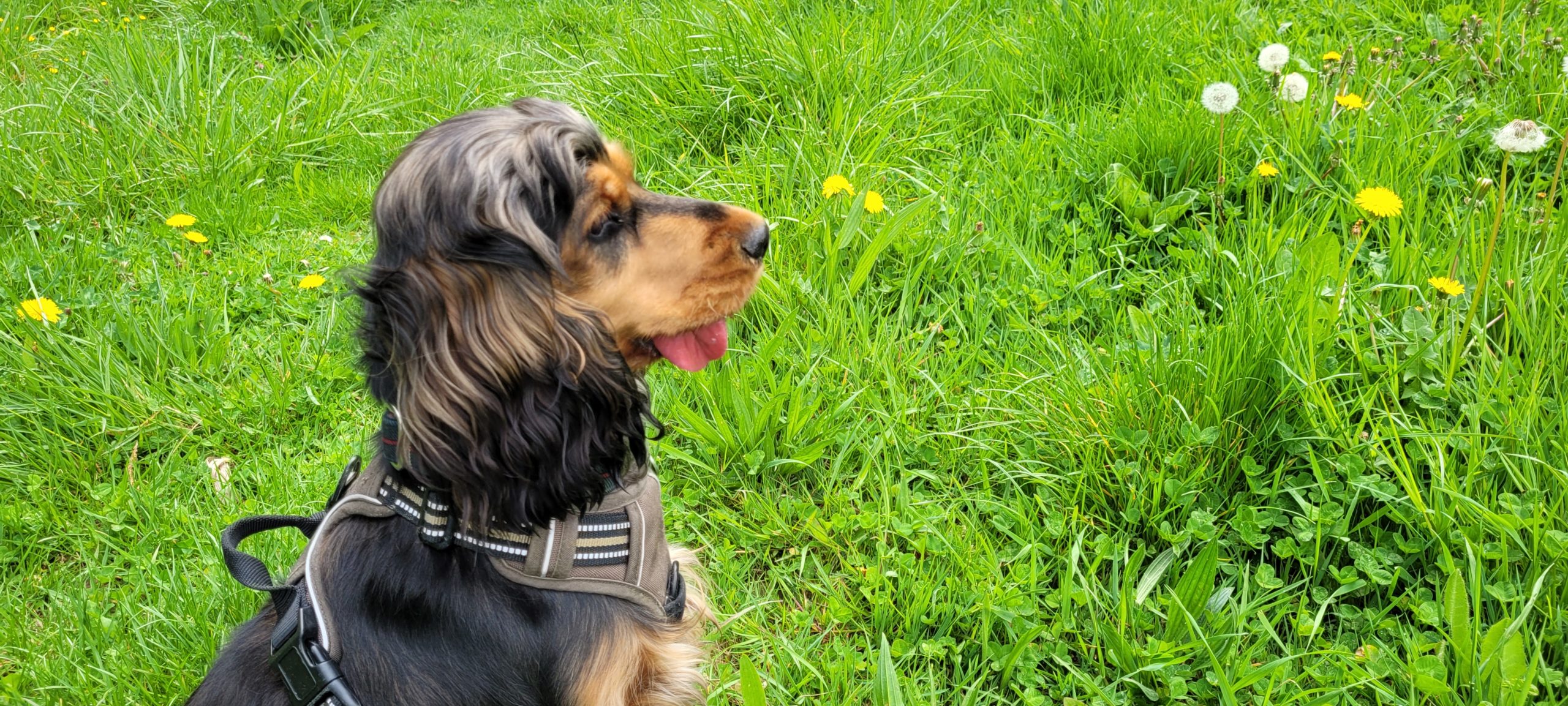 A cocker spaniel in profile with her tongue hanging out