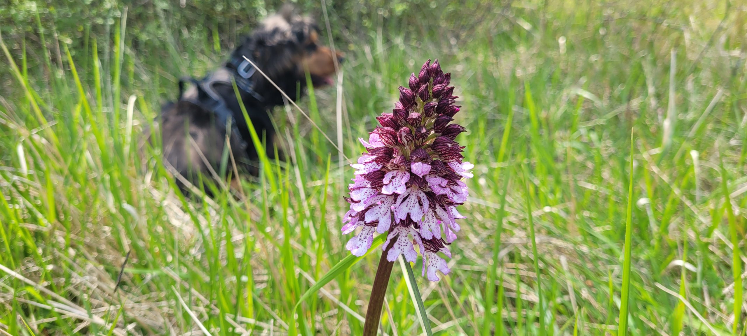 a purple flower up close, a dog out of focus inthe background