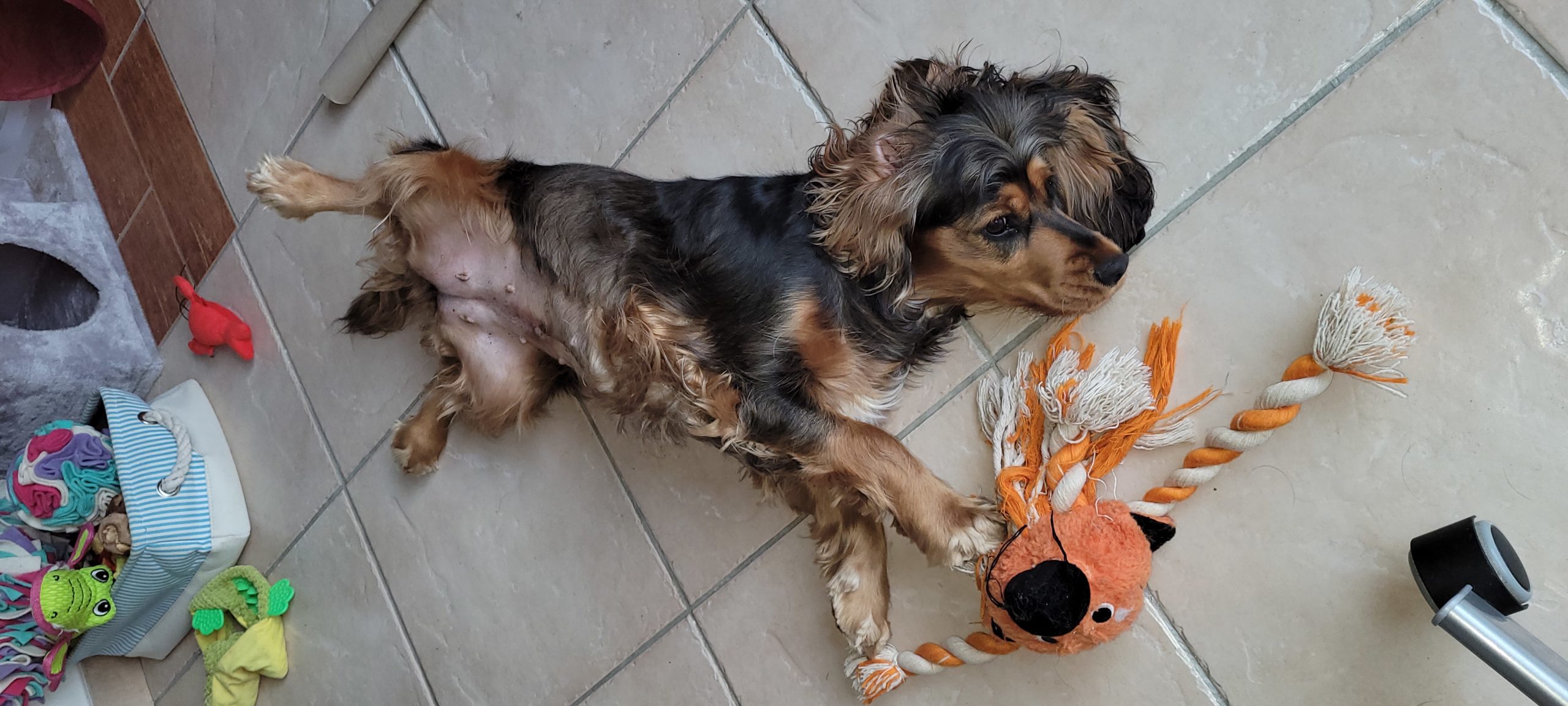 a cocker spaniel sprawled on the flor with toys