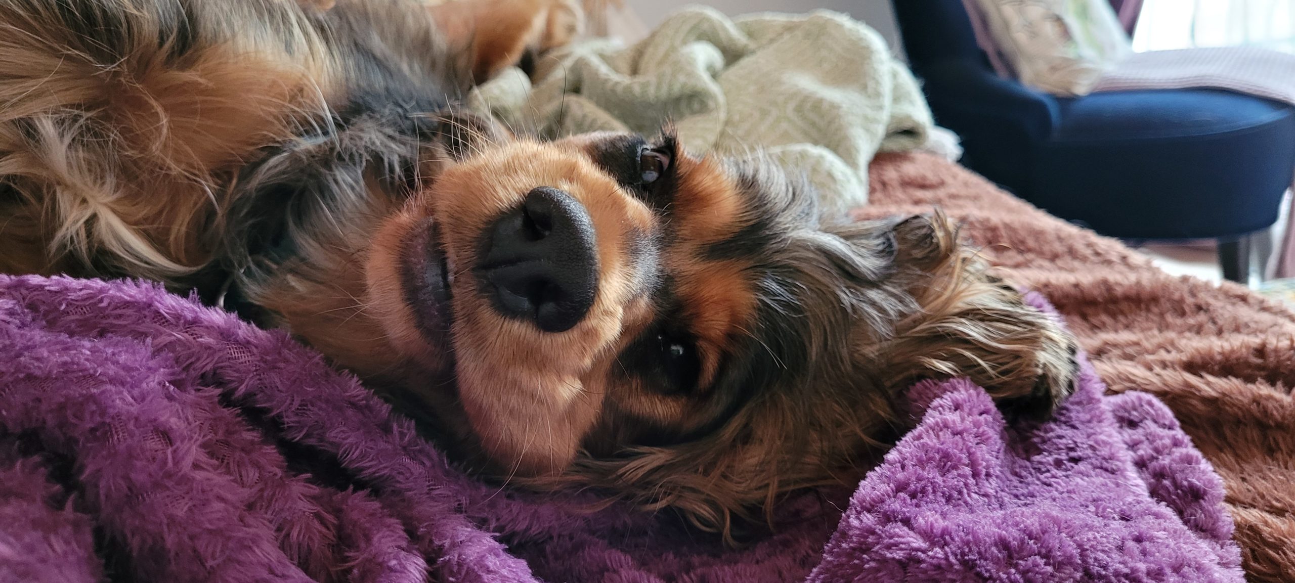 a cocker spaniel relaxing on a sofa