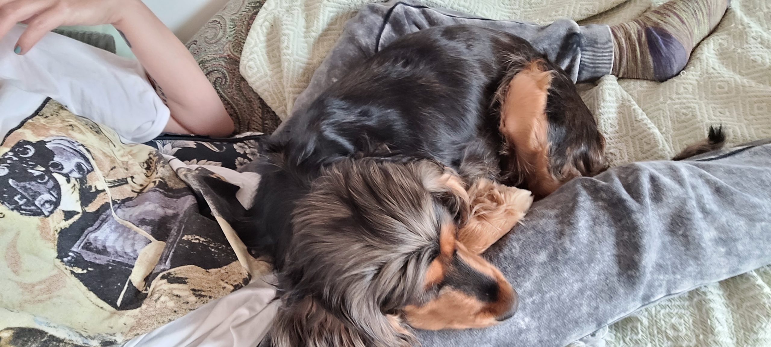 a cocker spaniel laying on a person
