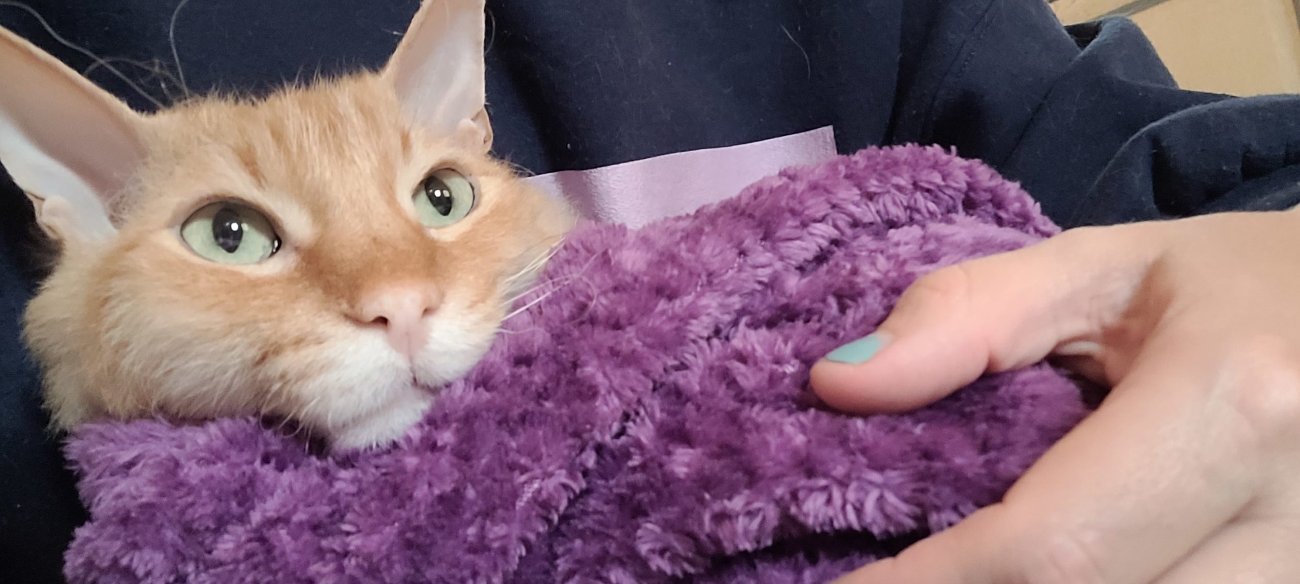 an orange cat wrapped in a purple blanket