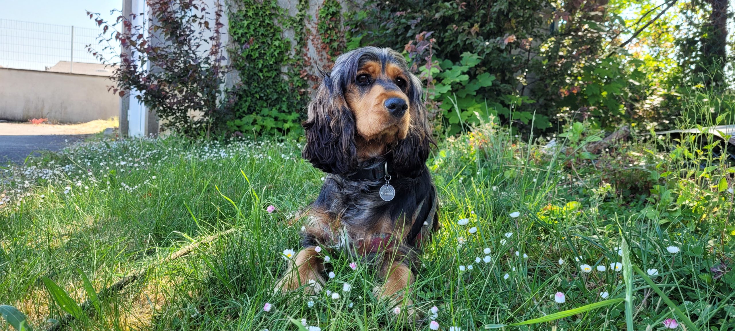 a cocker spaniel in grass and flowers