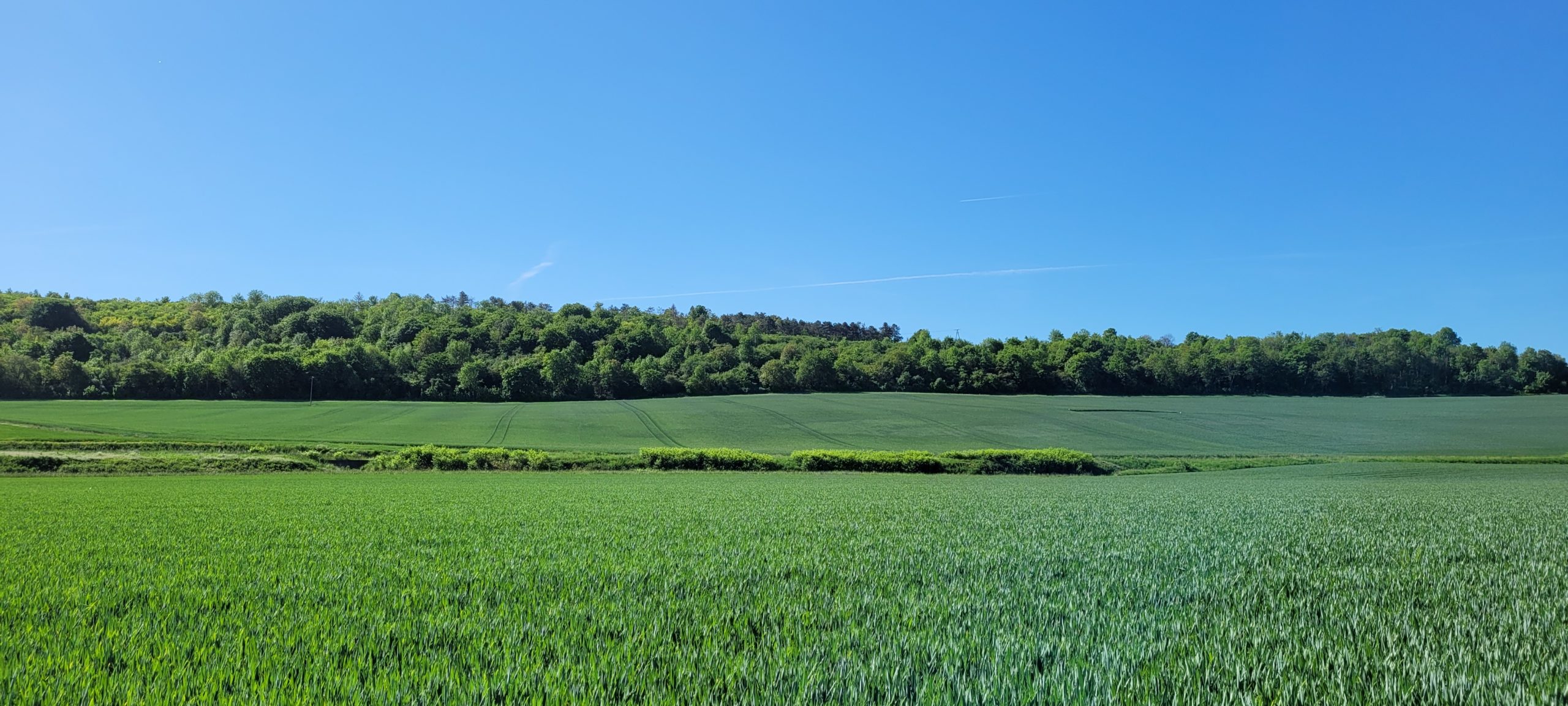 green fields under blue sky