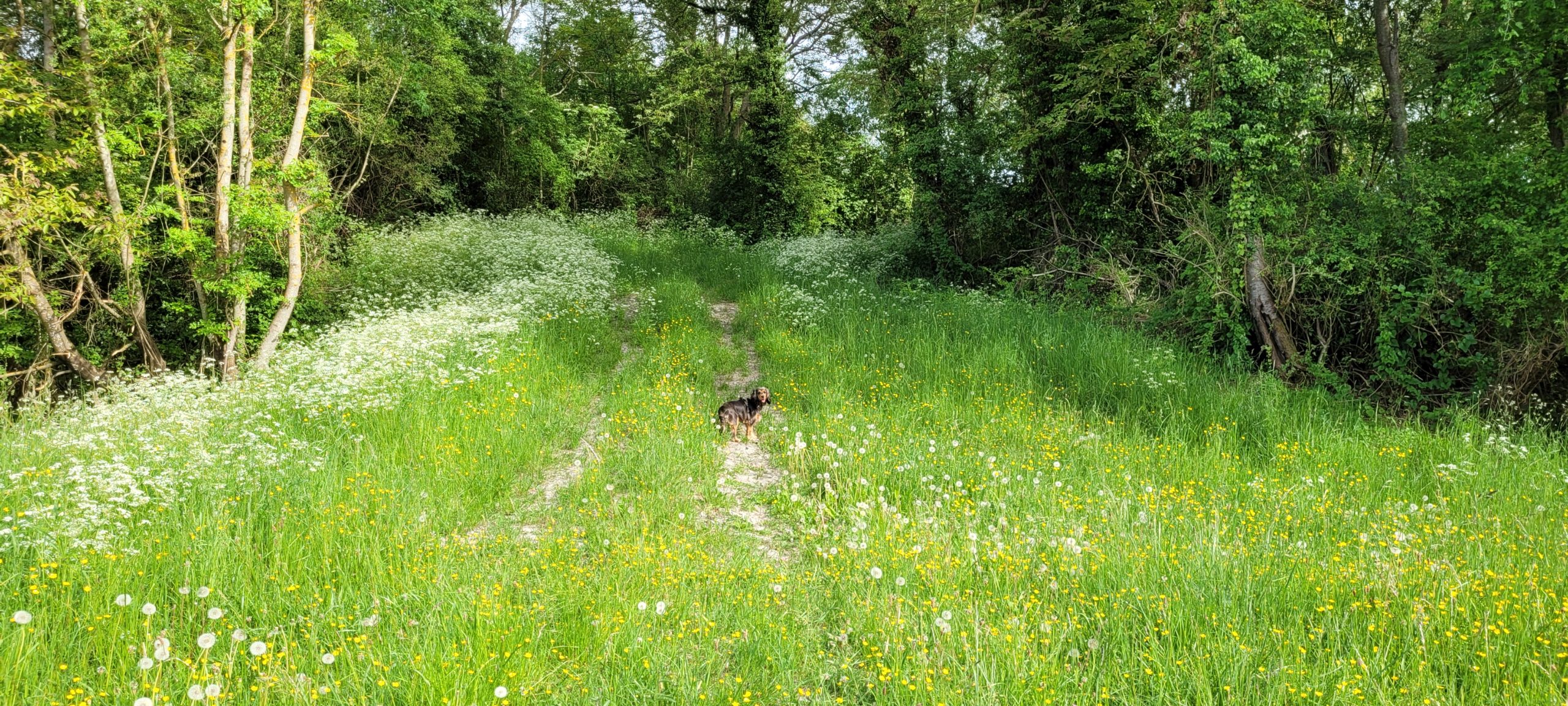 a dog in a field of grass and flowers on a hill