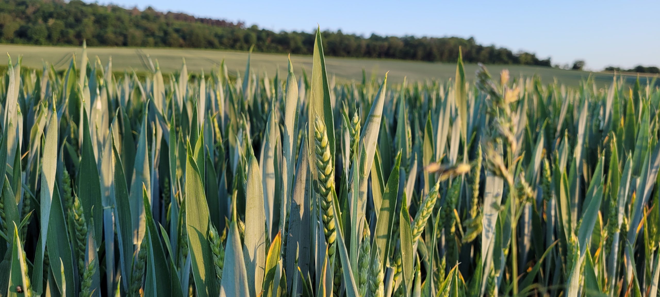 green wheat field up close