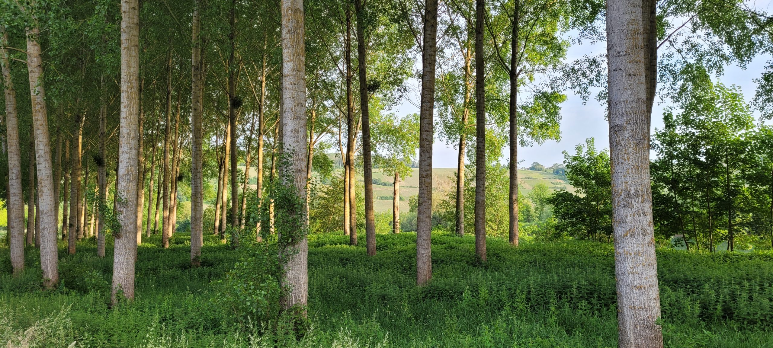 tall trees in tall green grass