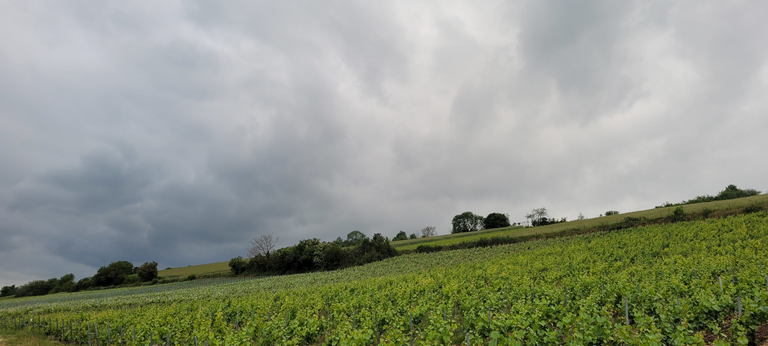 cloudy sky over a vineyard