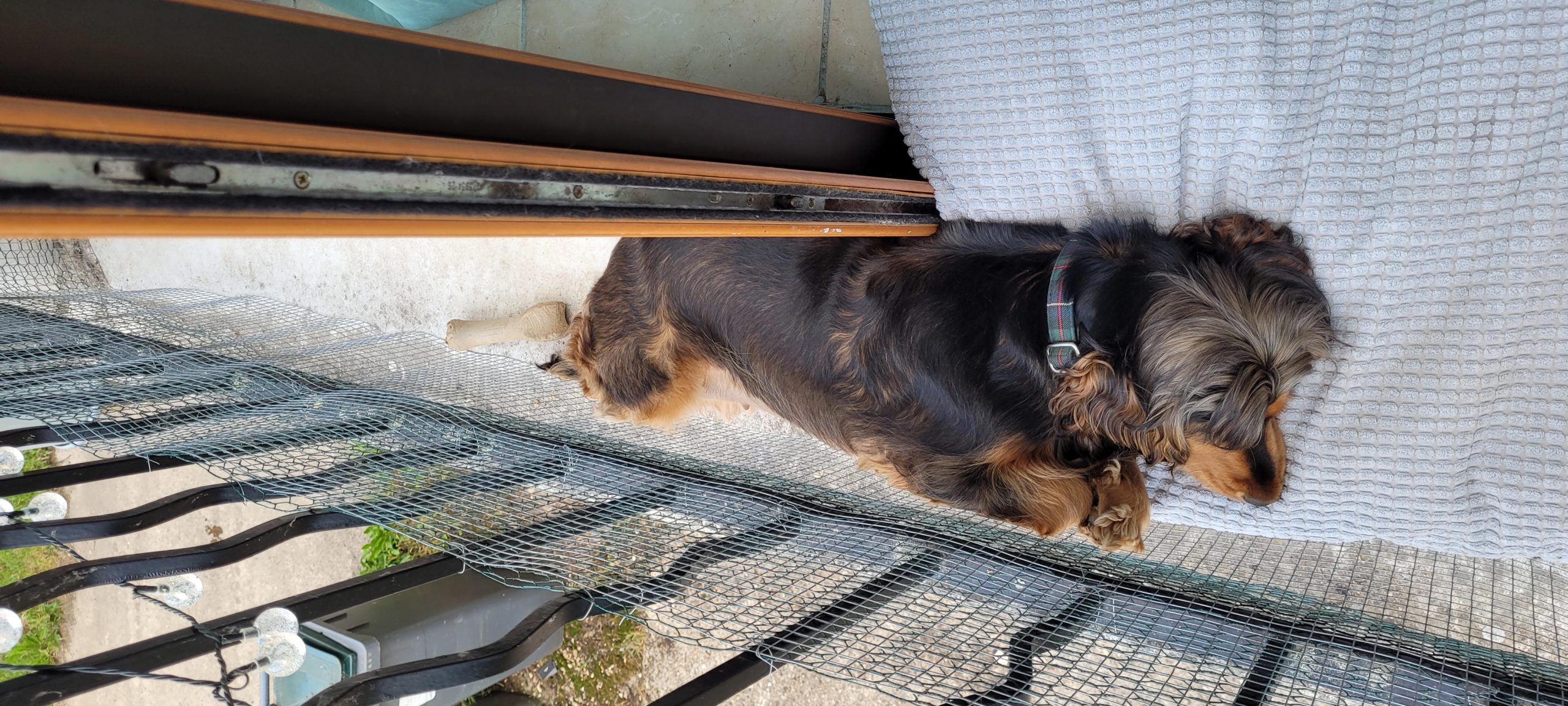 a dog sleeping on a narrow balcony