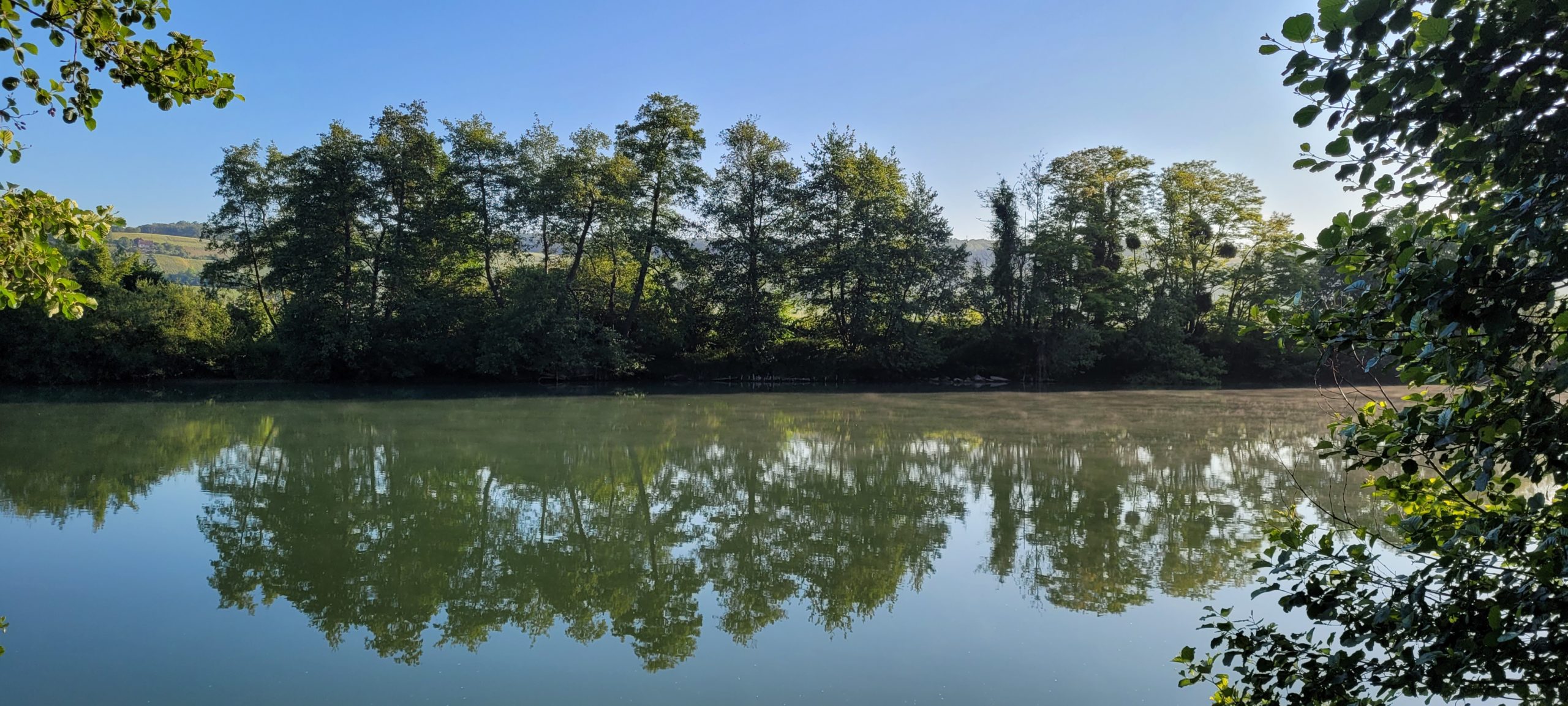 trees reflected in a river