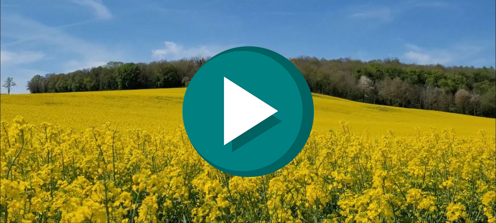 a field with yellow plants, a play button on the photo