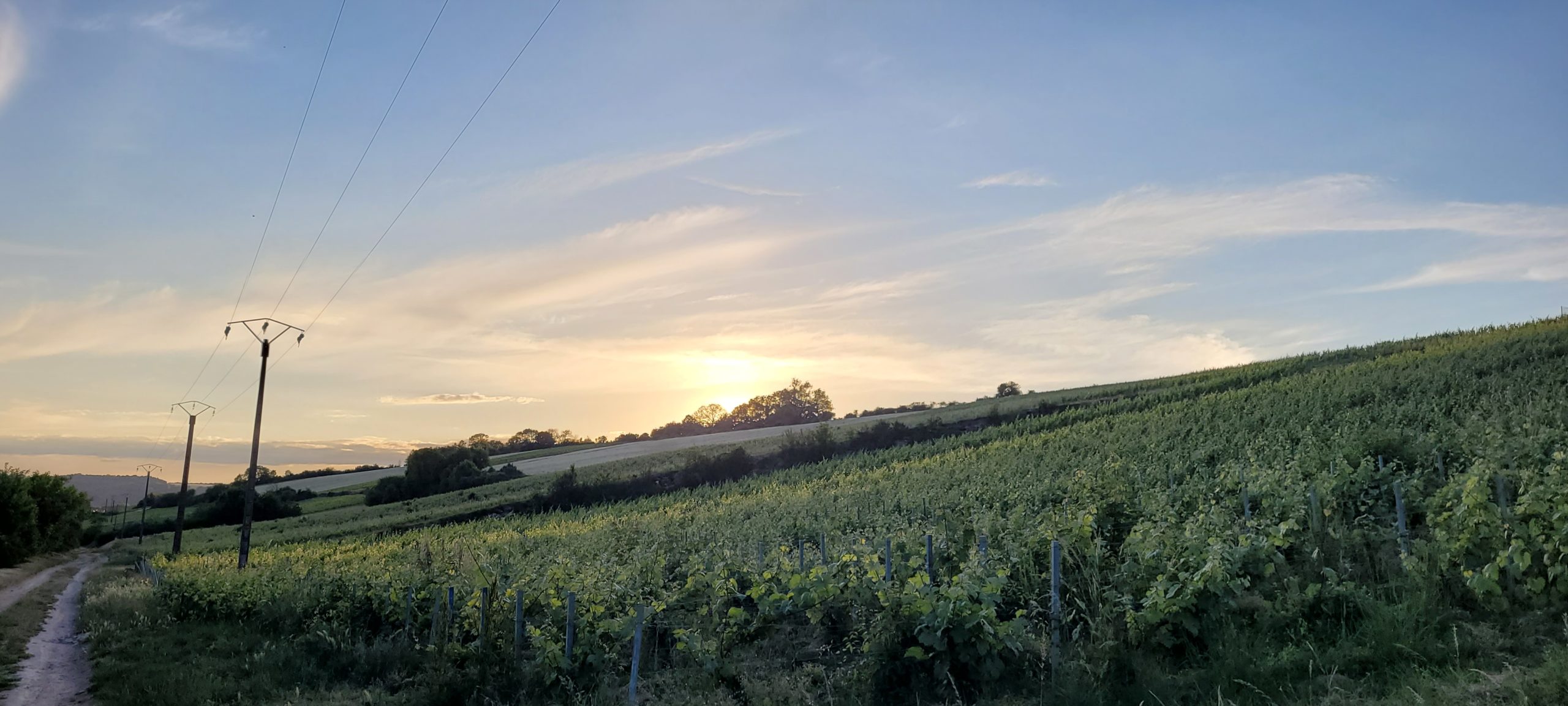 sunset behind a vineyard on a hill