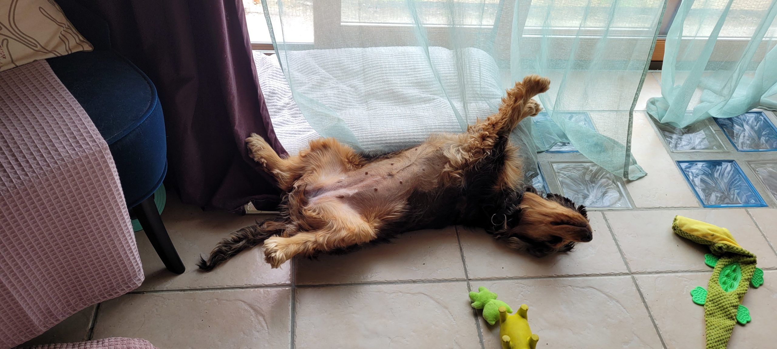 a cocker spaniel laying on their back with their legs sprawled