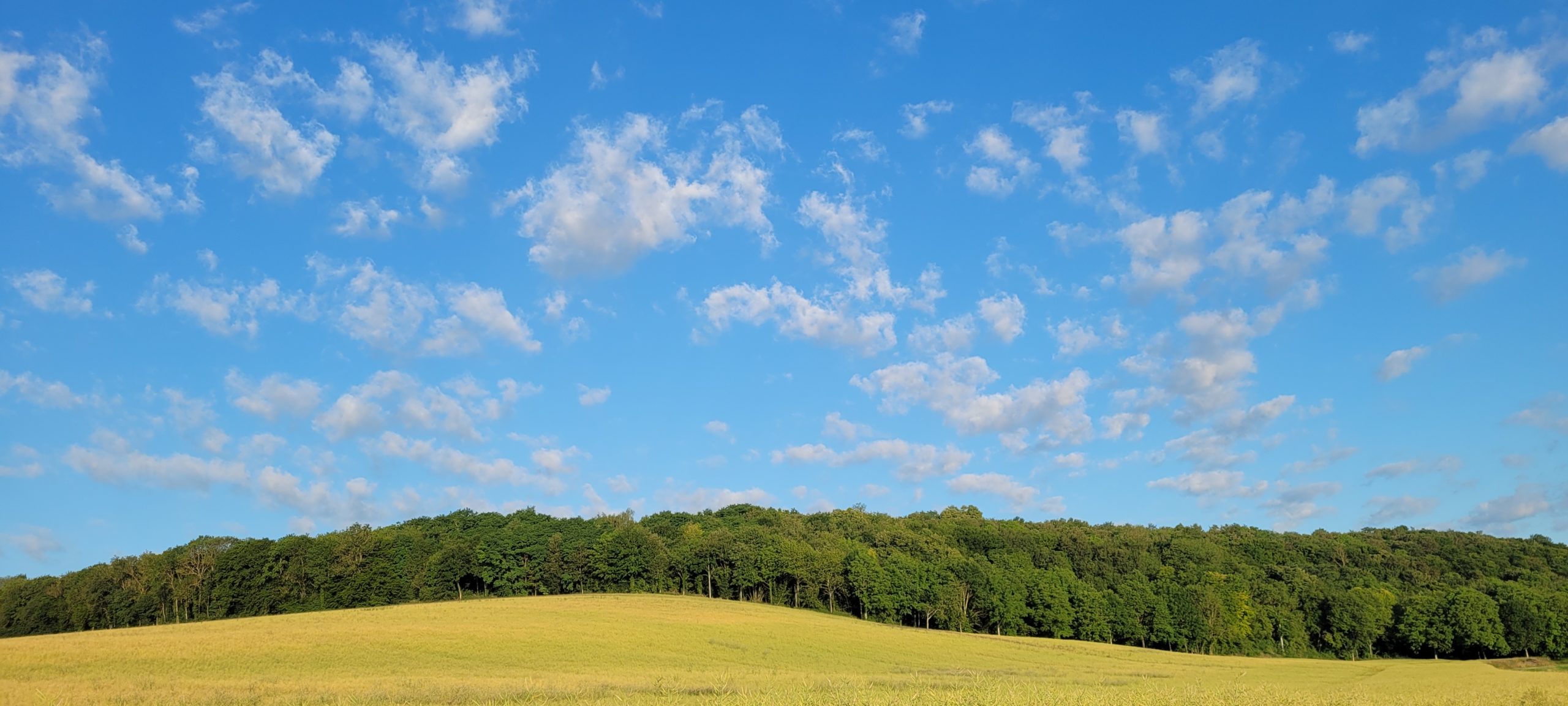 yellow field lined with trees below a blue sky with small white clouds