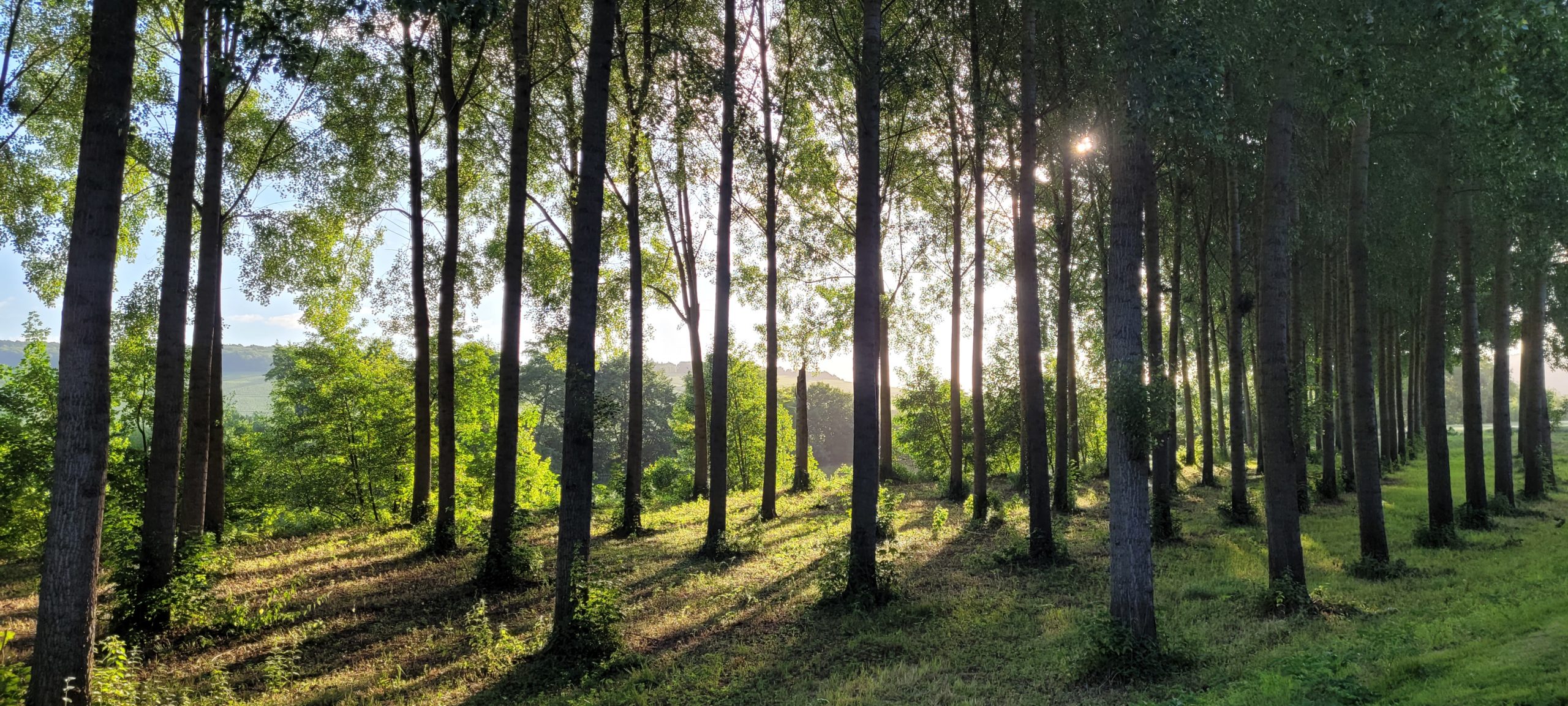 line of trees backlit by sunrise