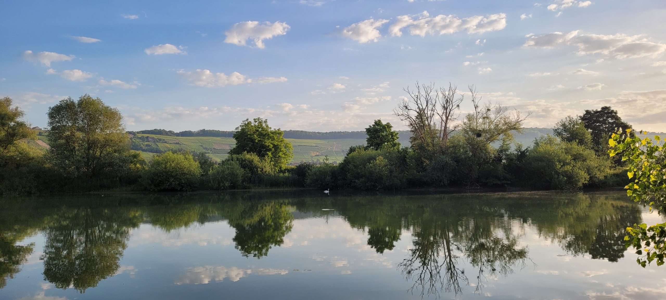 trees and blue sky reflected on a riverbank