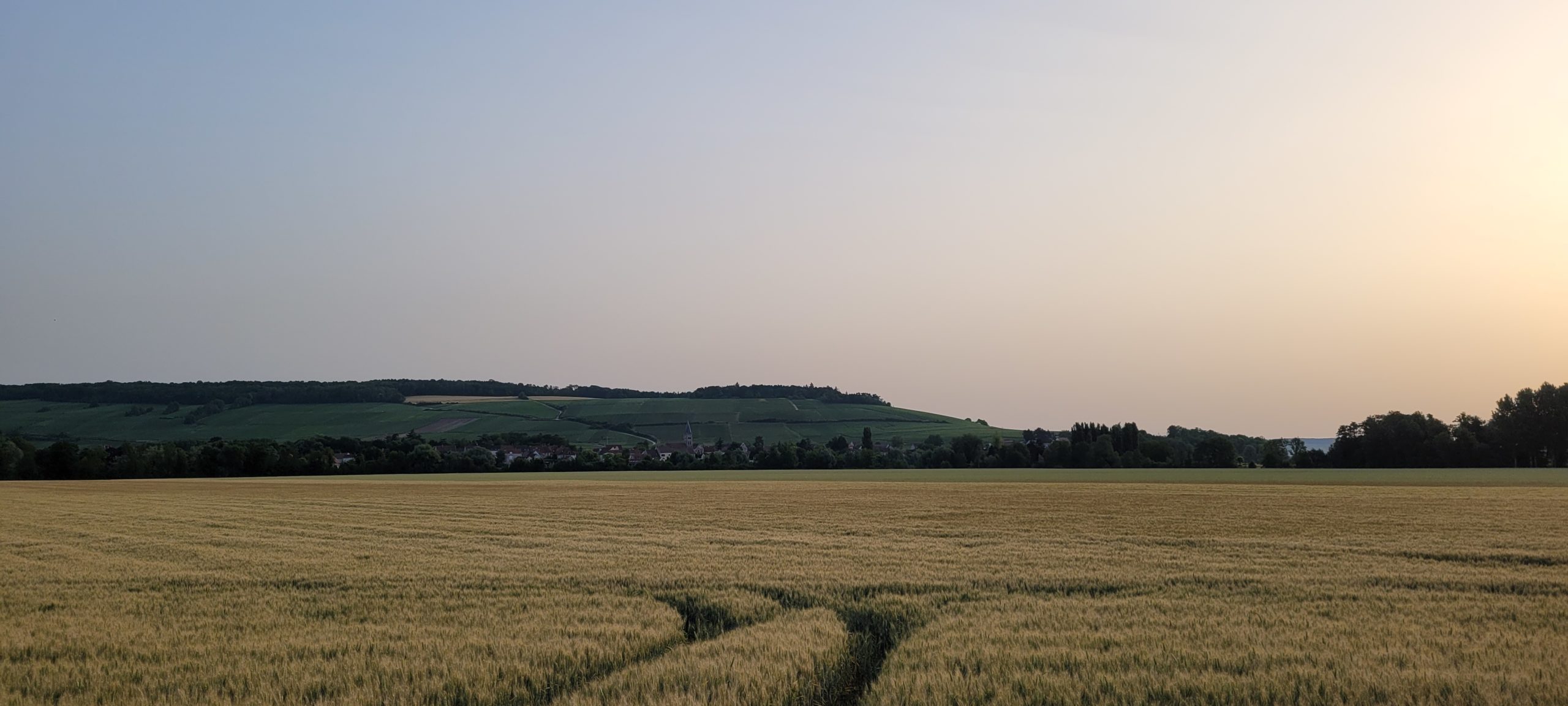 sunrise over a wheat field