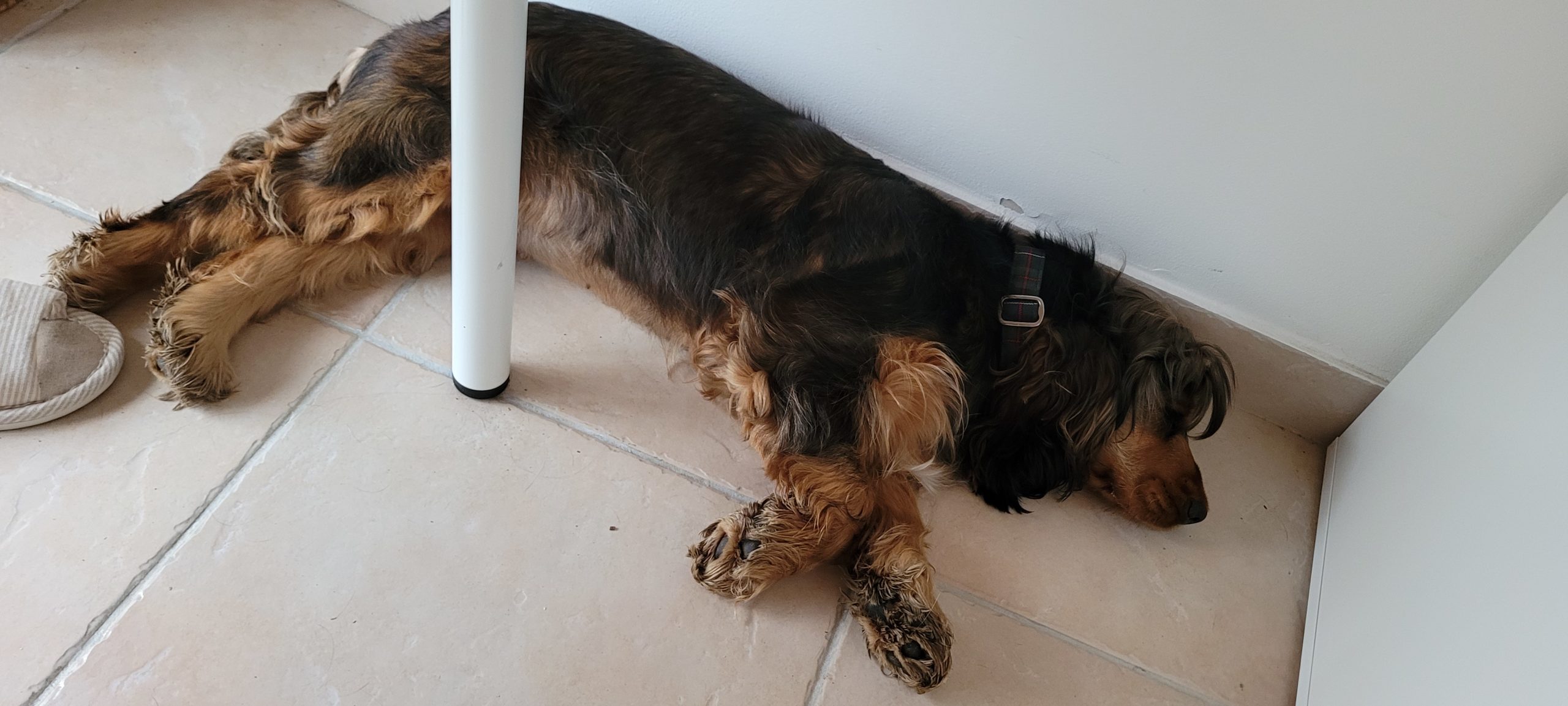 a cocker spaniel sleeping under a desk