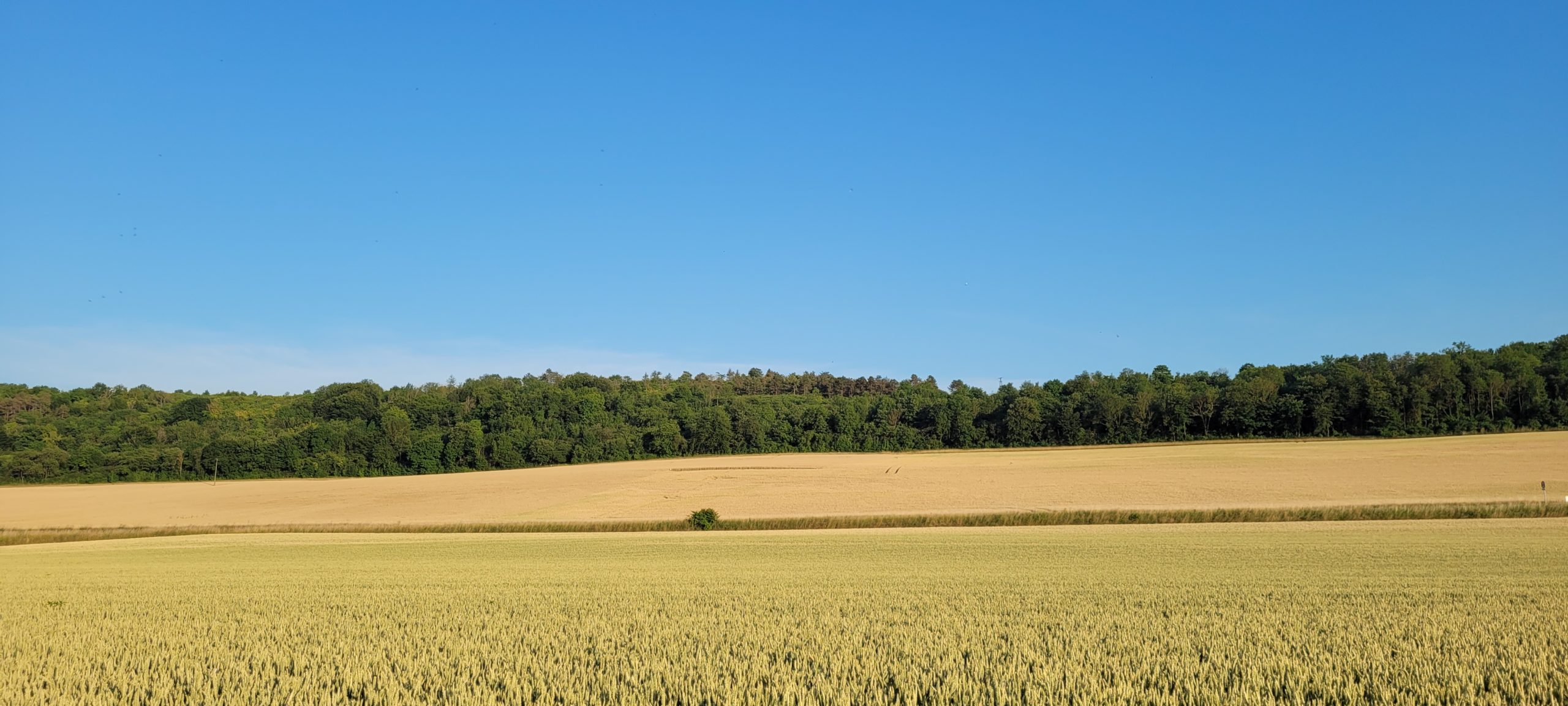 yellow fields with green trees in the distance under a blue sky