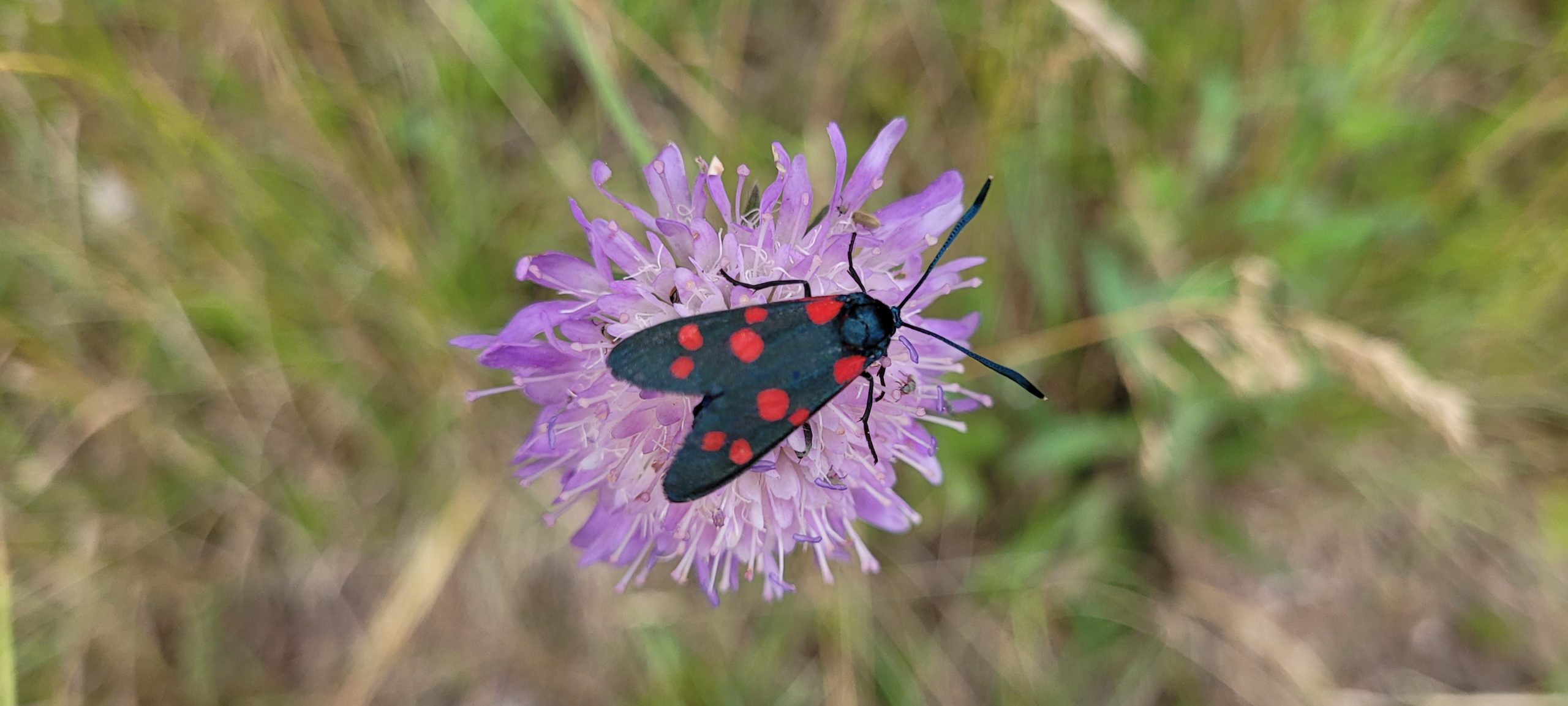 black butterfly with red spots on a purple flower