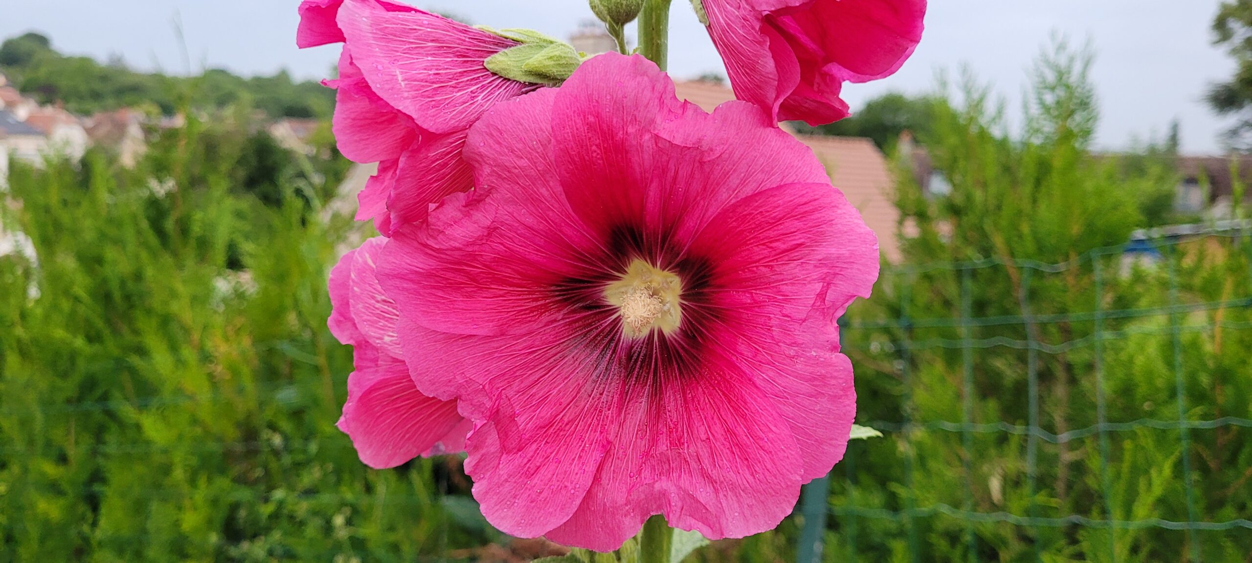 a pink flower