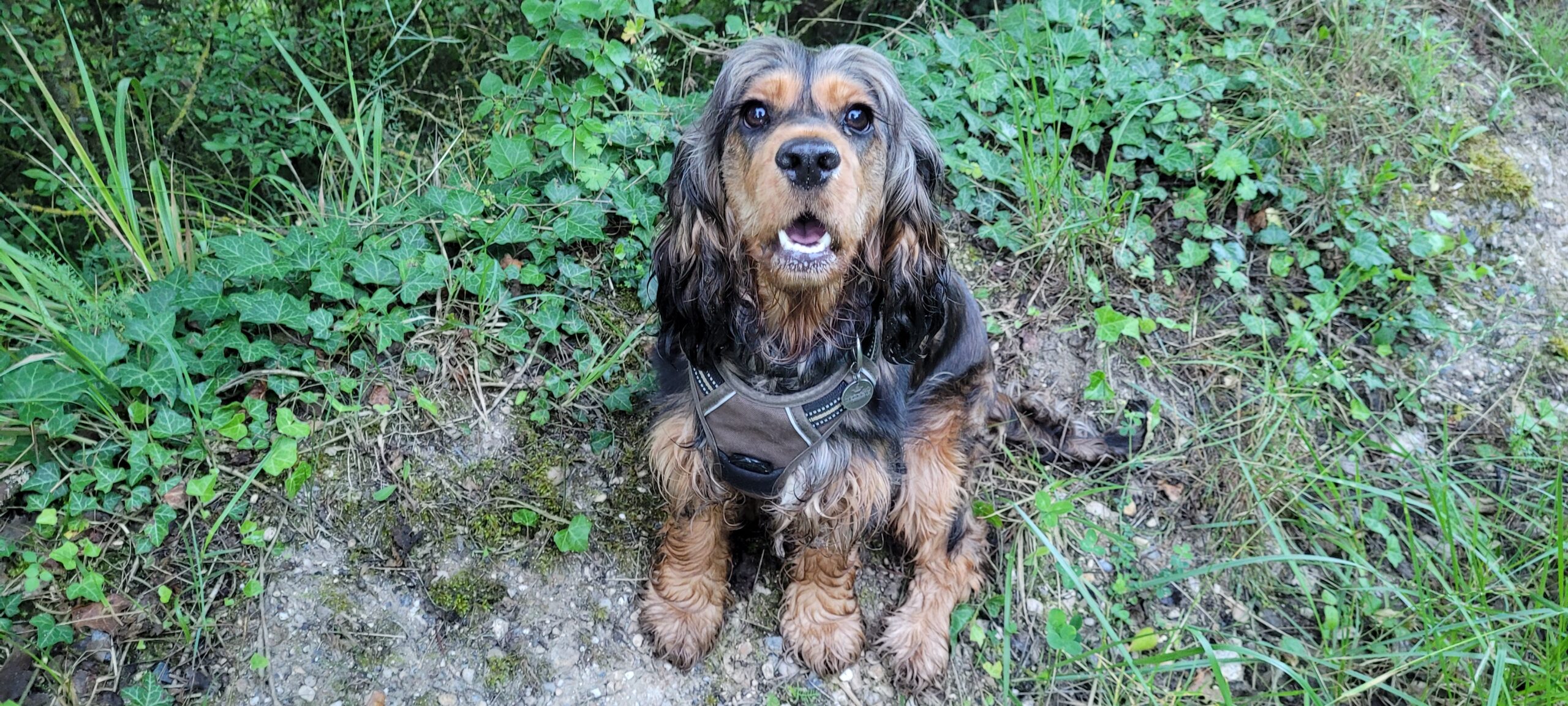 a cocker spaniel with her mouth open looking expectant (for treats)