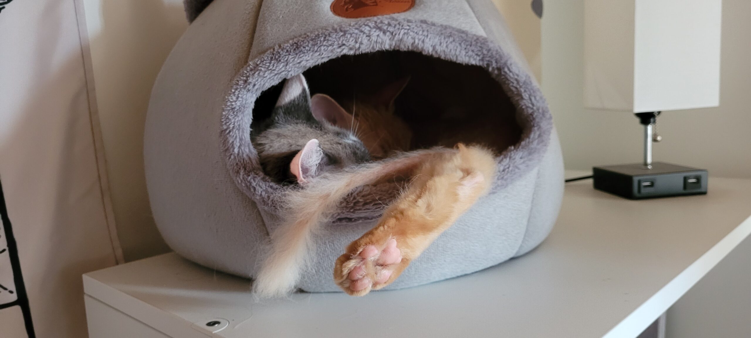 a cat bed with a grey and white cat and an orange cat stuffed inside